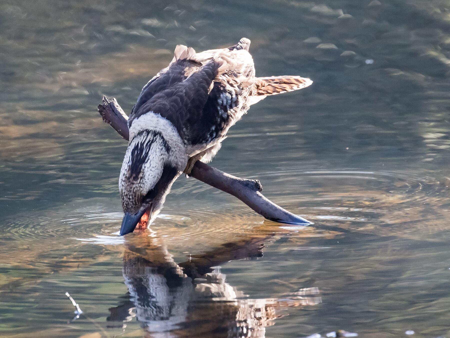 Kookaburra drinking water
