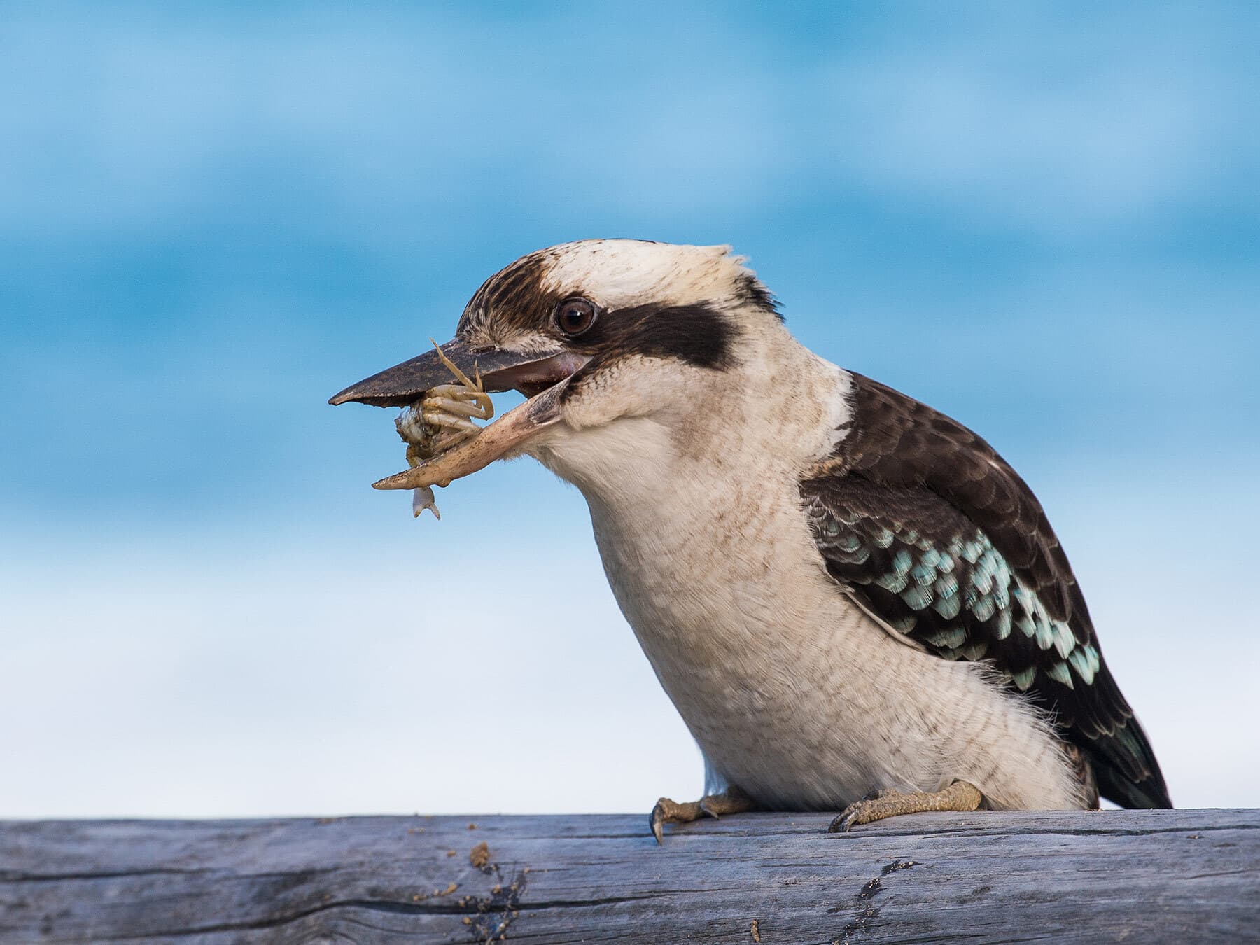 Kookaburra eating crab
