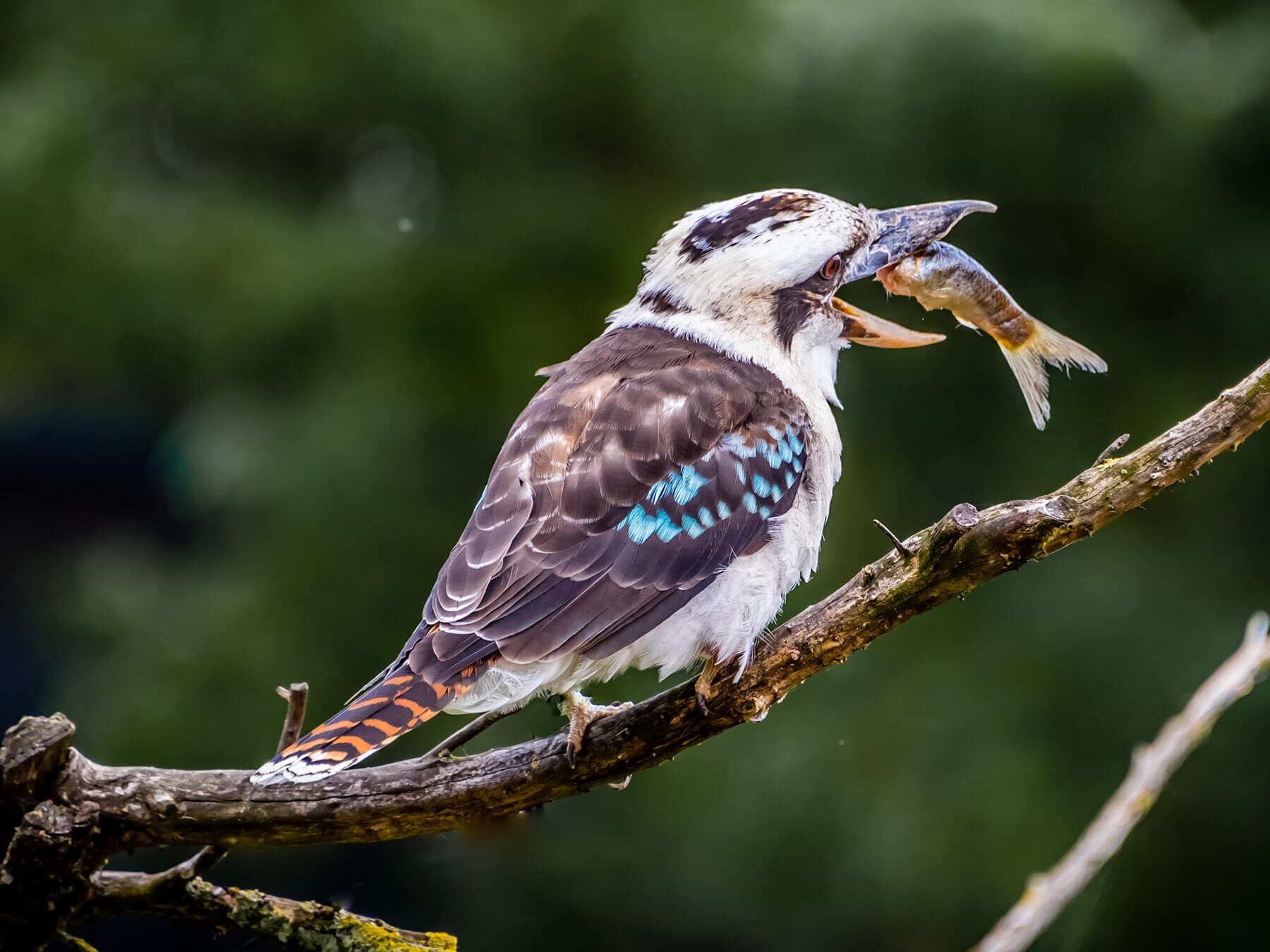 Kookaburra eating fish
