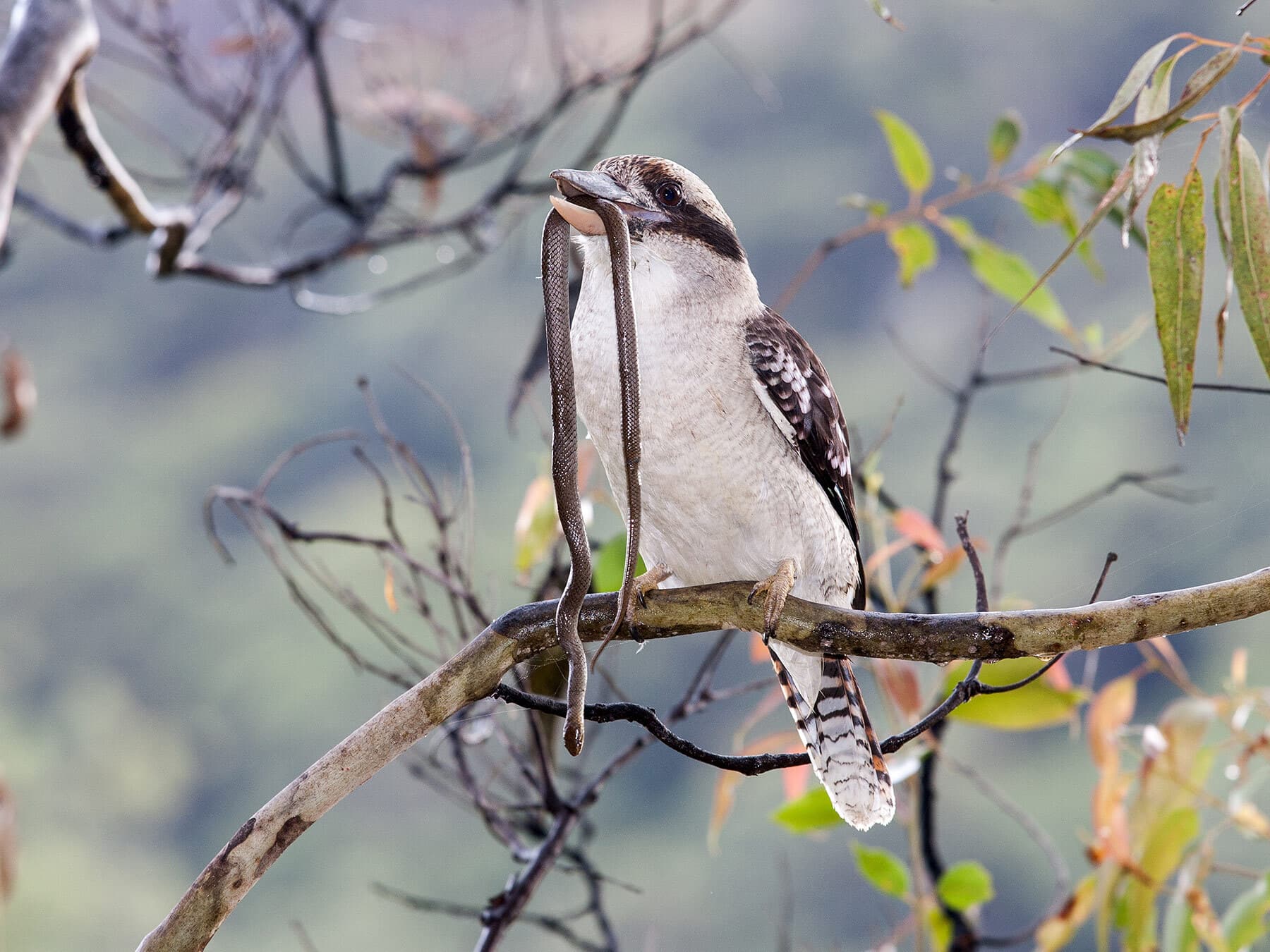 Kookaburra eating snake