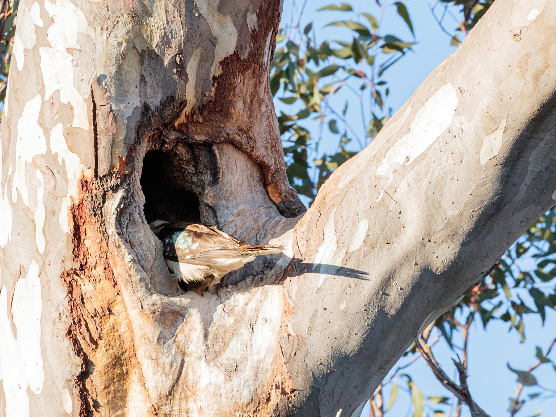 Kookaburra exploring nest cavity