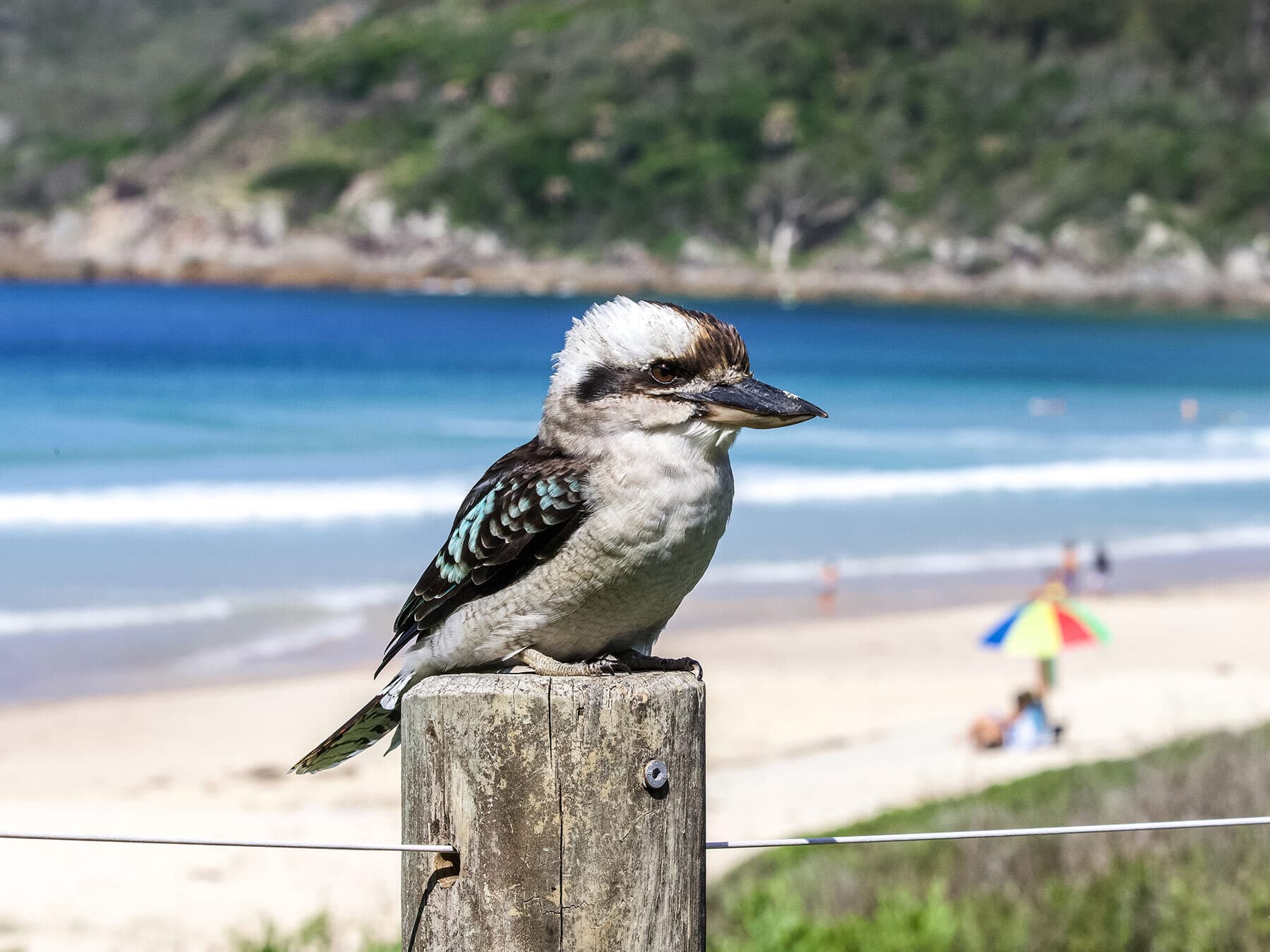 Kookaburra perched at beach