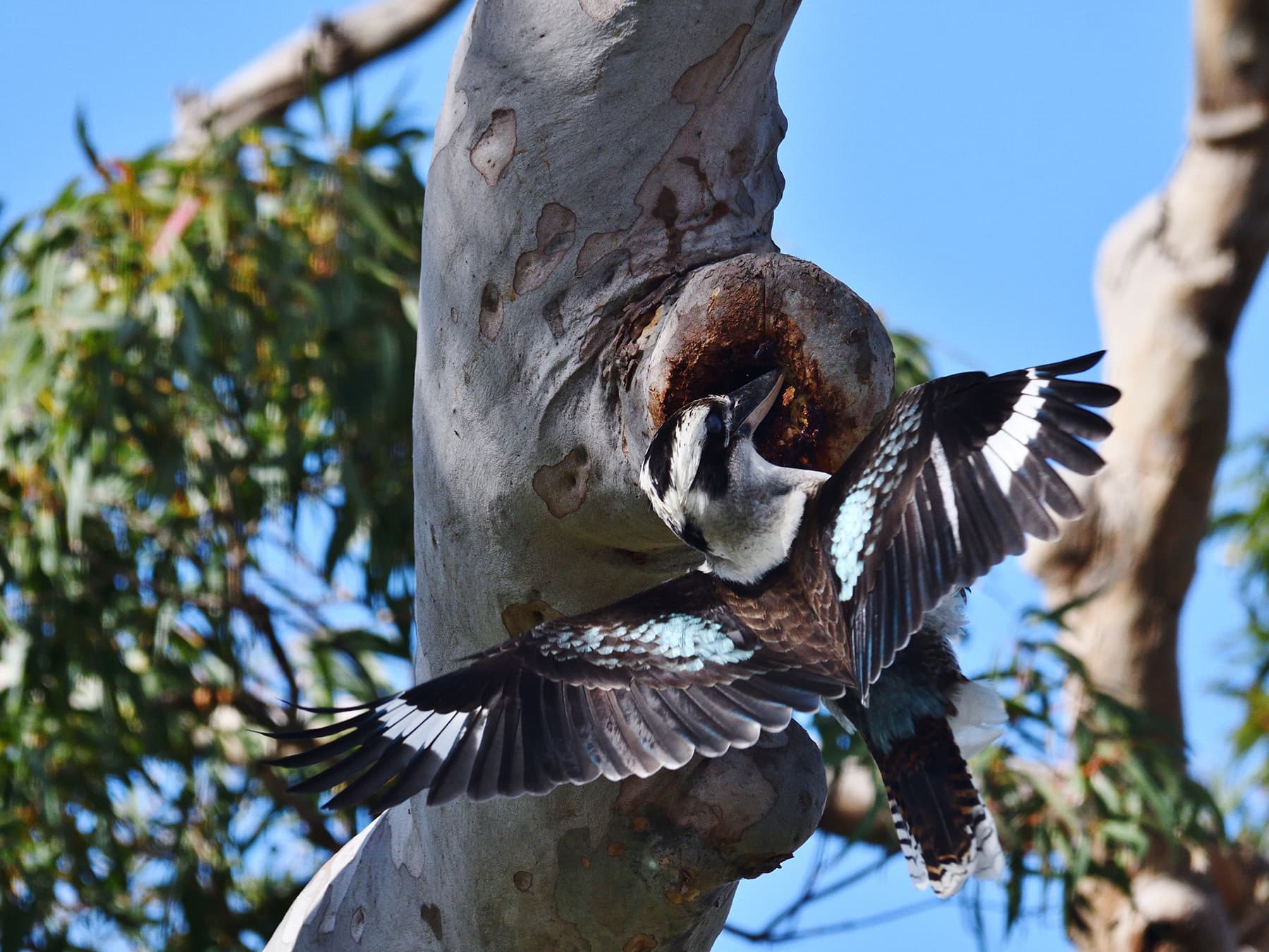 Kookaburra spreading wings
