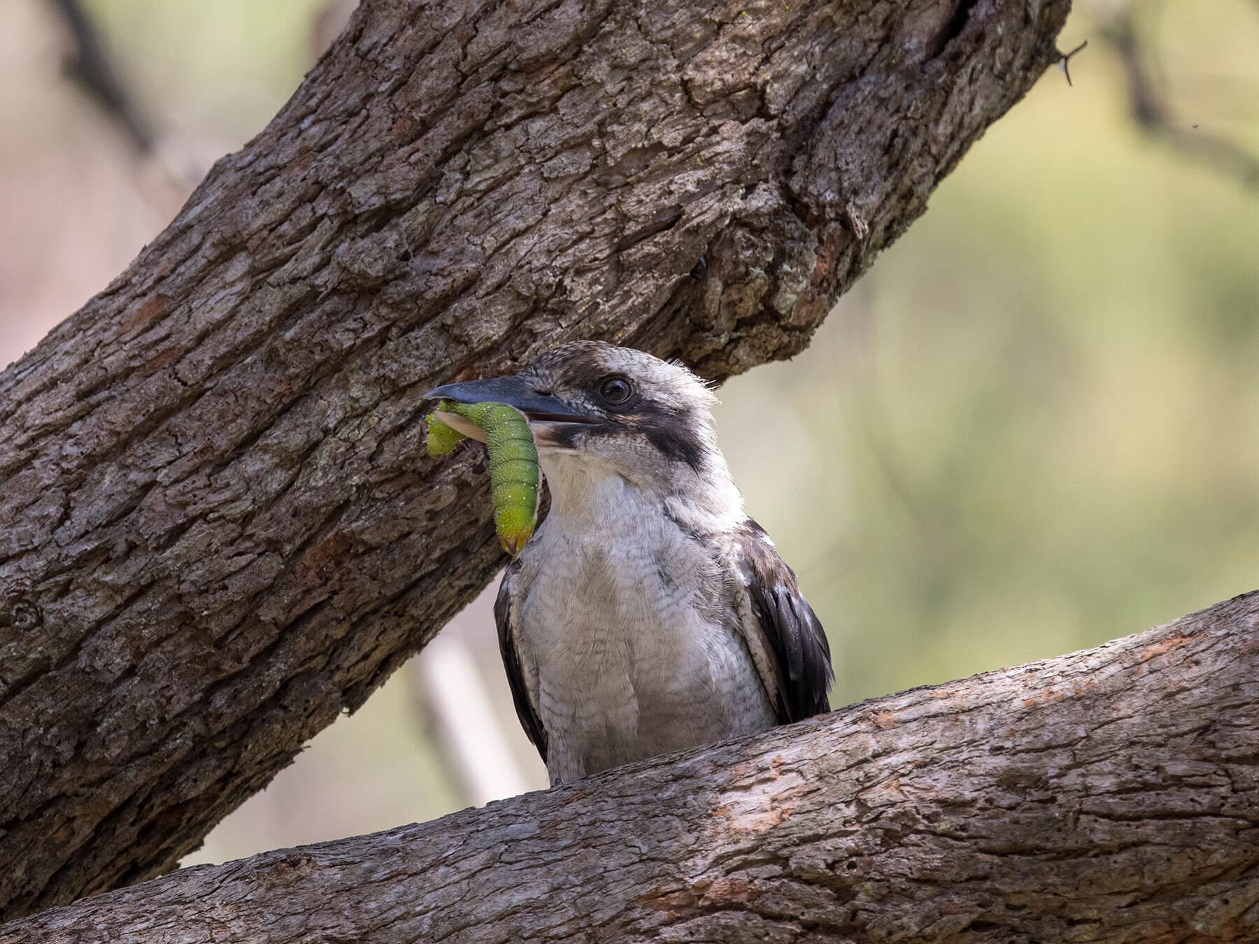 Kookaburra with caterpillar