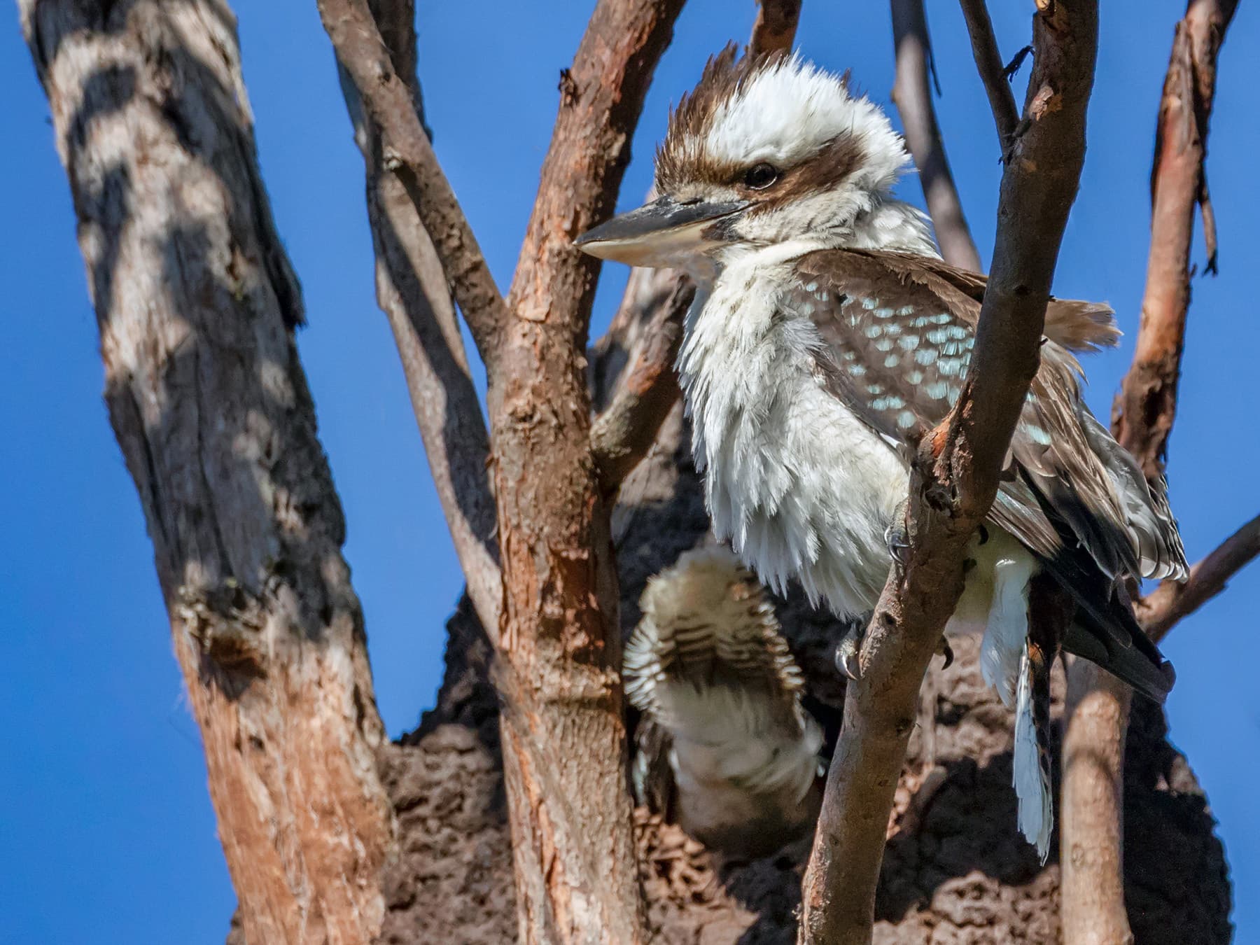 Kookaburras building nest