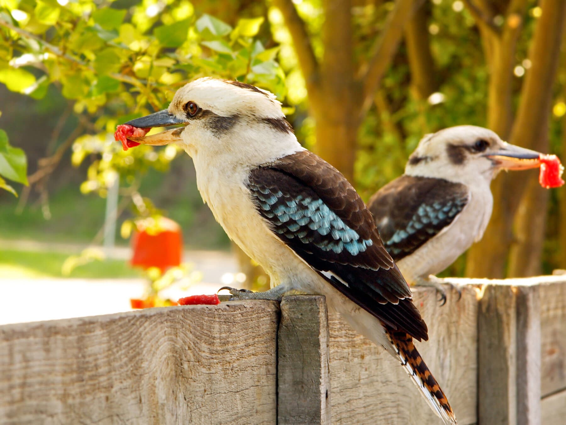 Kookaburras in yard