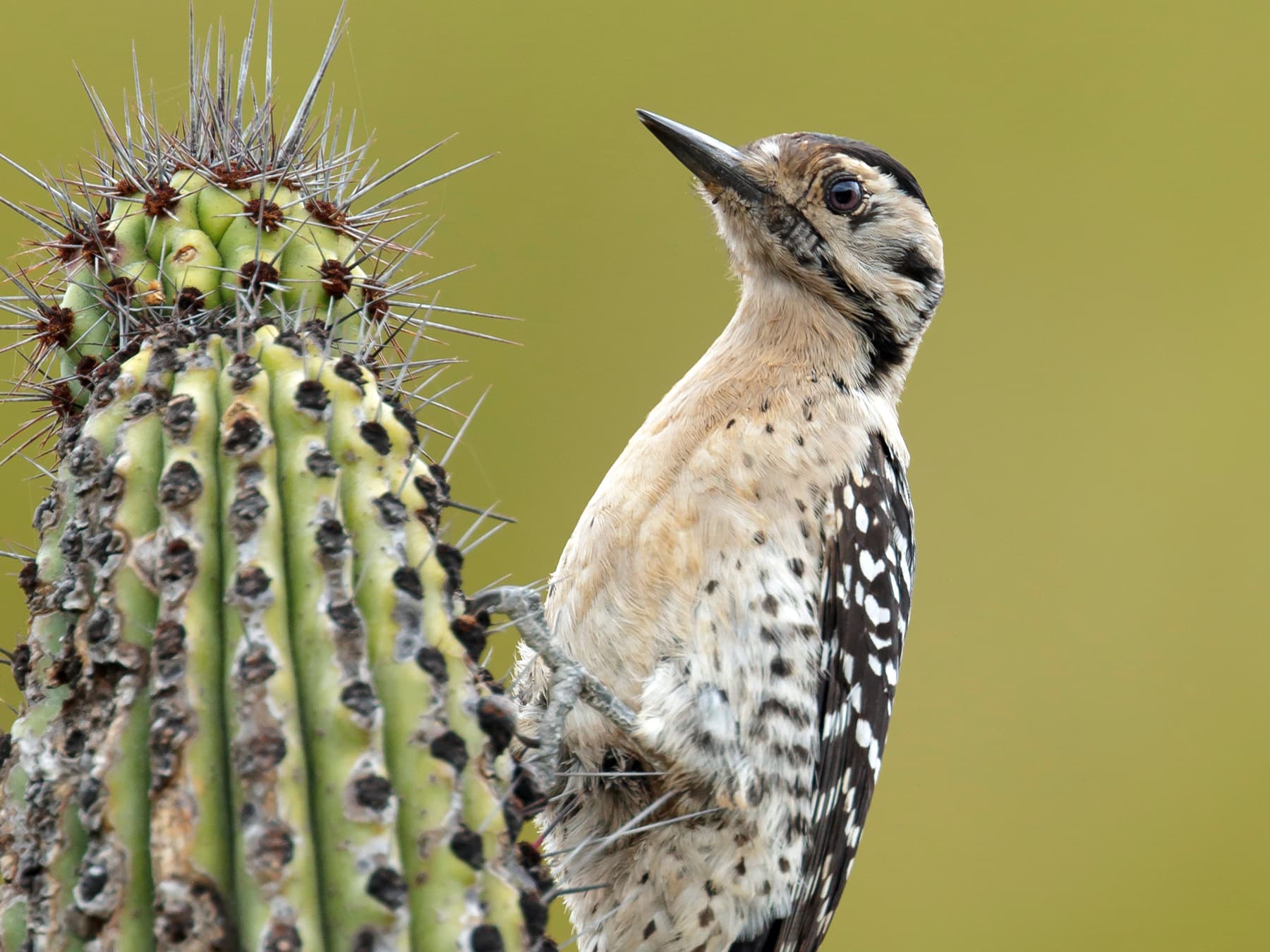 Female Ladder-backed Woodpecker feeding on a cactus plant
