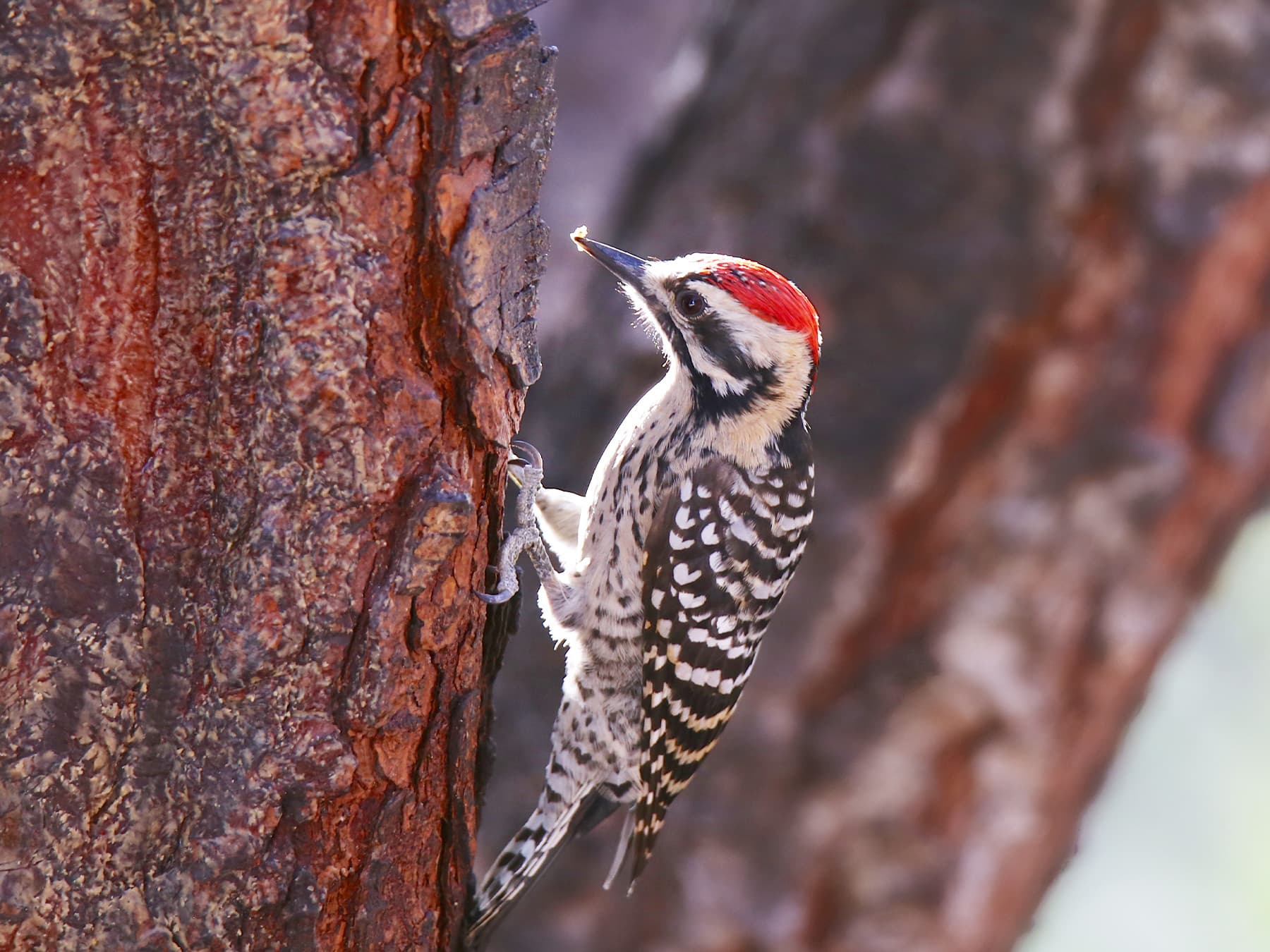 Ladder-backed Woodpecker feeding