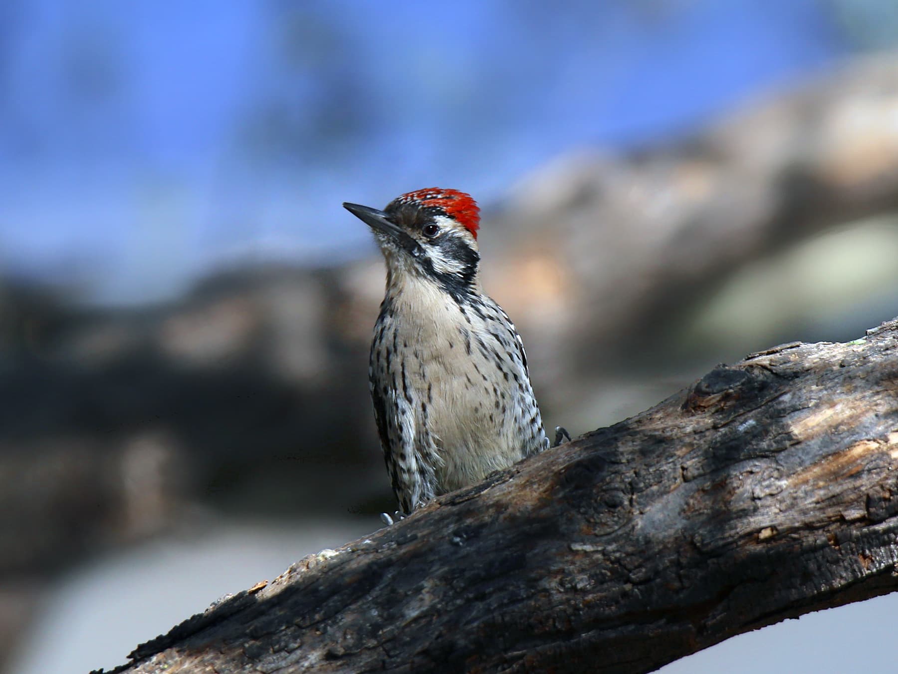 Ladder-backed Woodpecker in natural habitat
