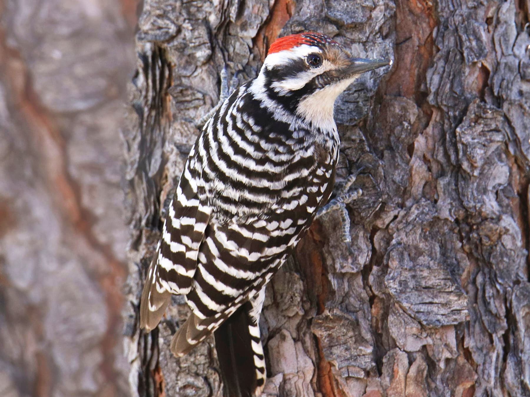 Ladder-backed Woodpecker perched on a tree trunk