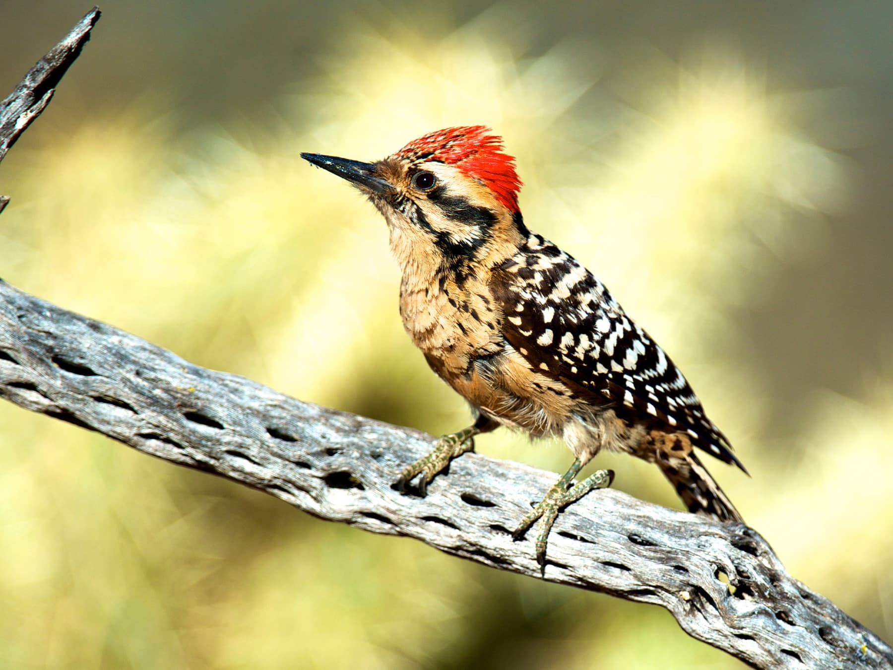 Ladder-backed Woodpecker Male
