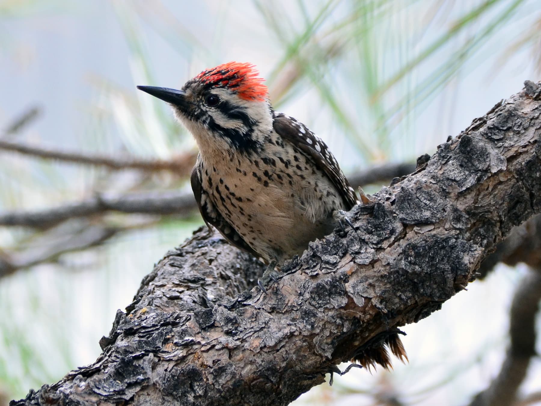 Ladder-backed Woodpecker perching in a tree