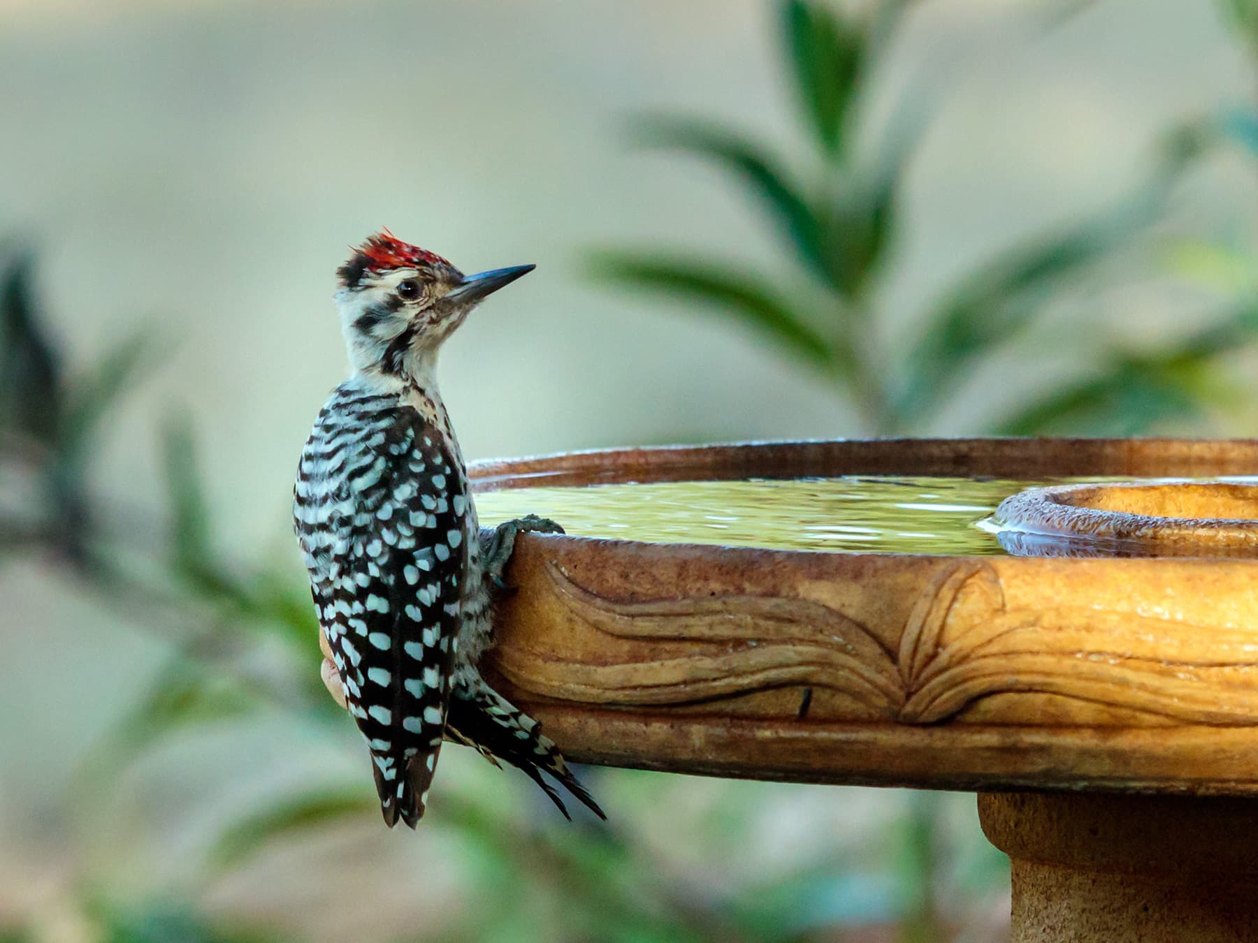 Ladder-backed Woodpecker perching on the side of a bird bath