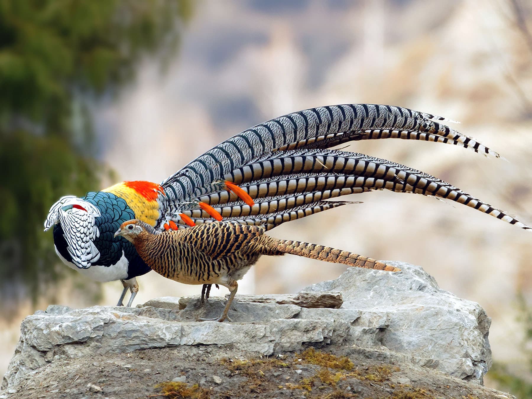Lady amhersts pheasant courtship