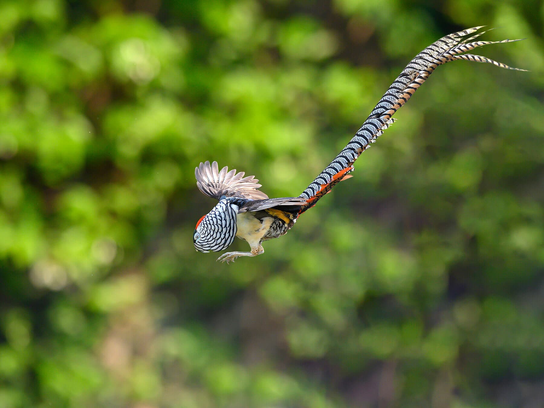 Lady Amherst's Pheasant in flight