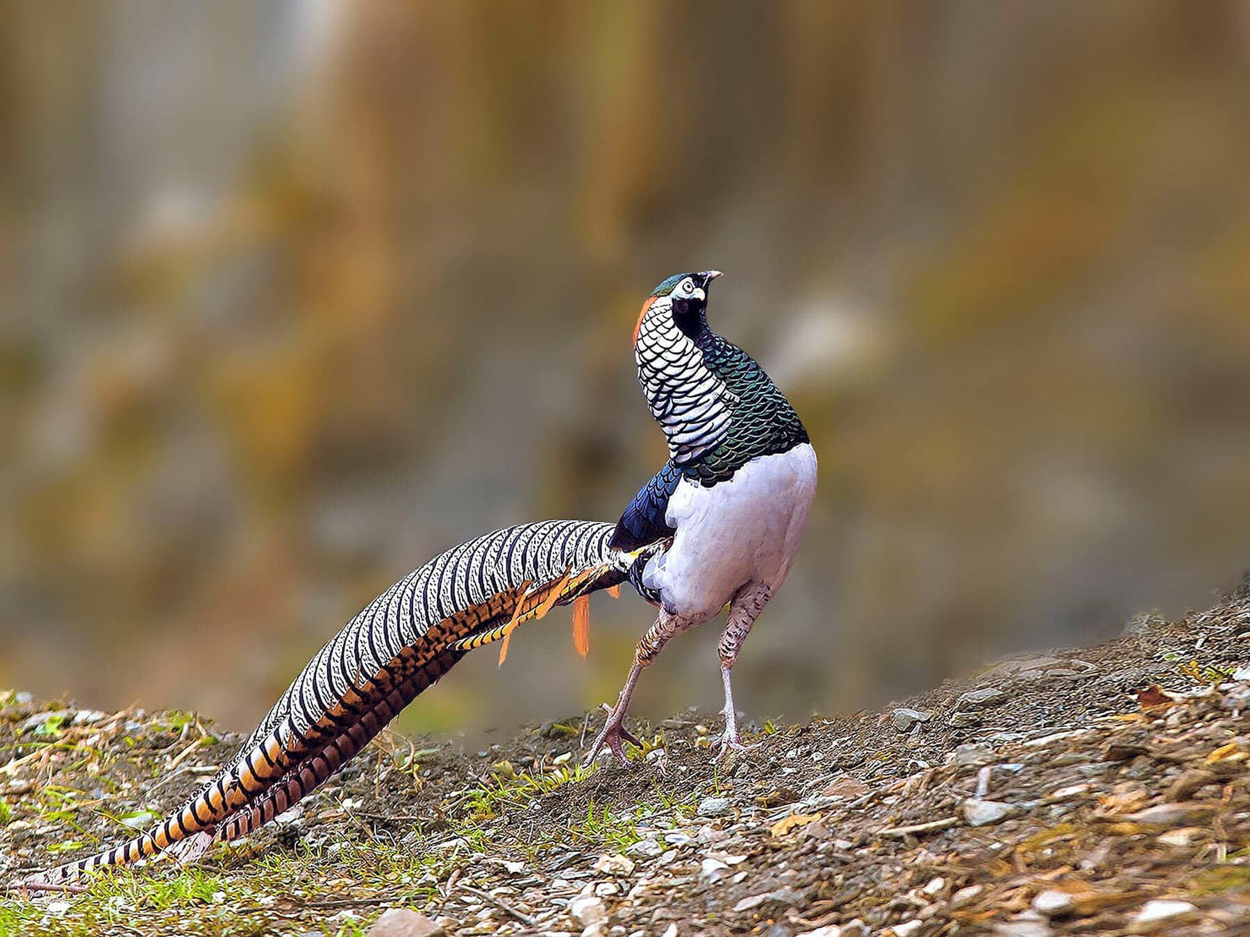 Lady Amherst's Pheasant in its natural woodland habitat