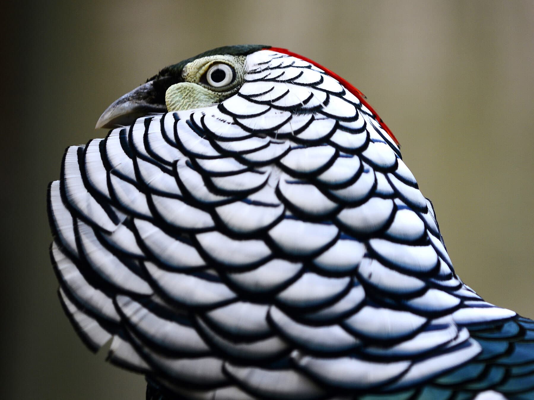 Close up of a male Lady Amherst’s Pheasant
