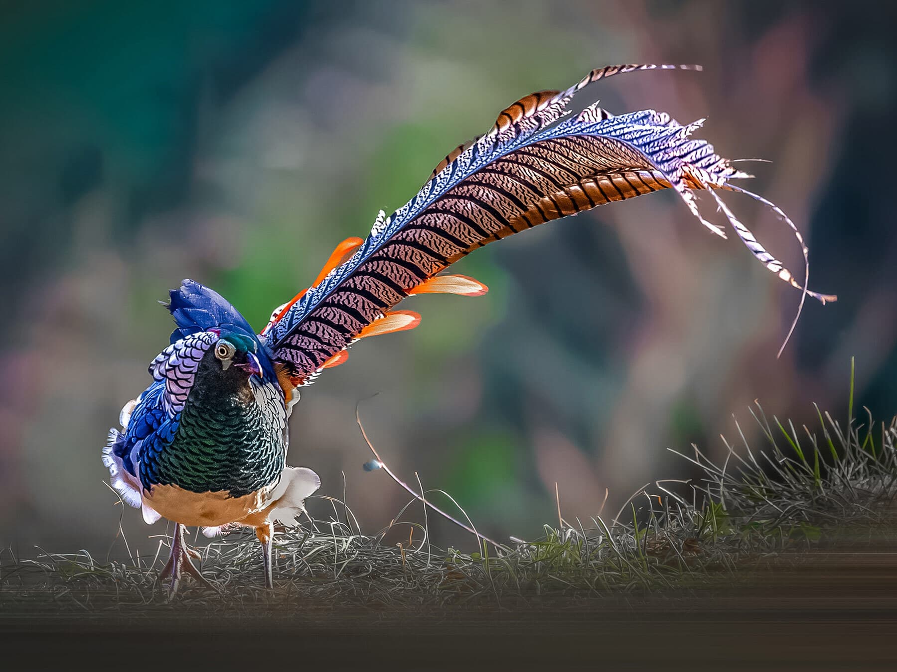 Male Lady Amherst's Pheasant courting, showing off his beautiful feathers