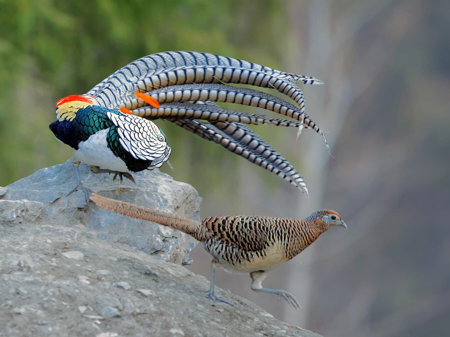Male and female Lady Amherst’s Pheasants