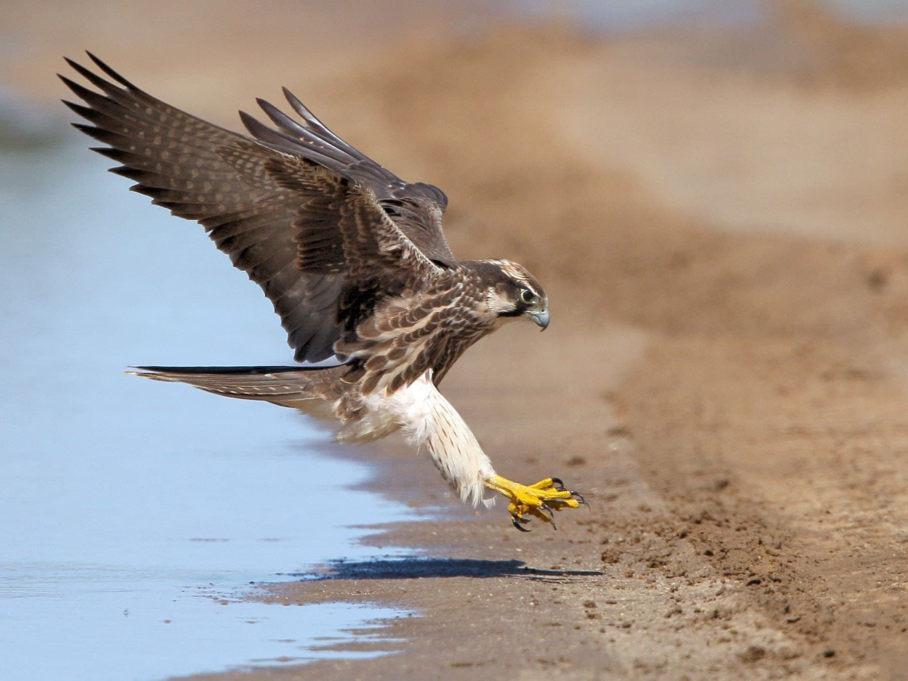 Lanner Falcon coming in to land