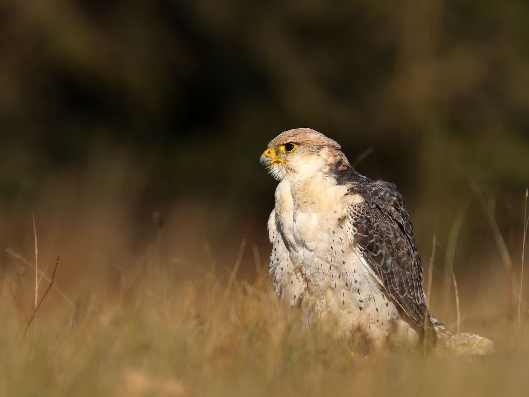 Lanner Falcon in natural habitat