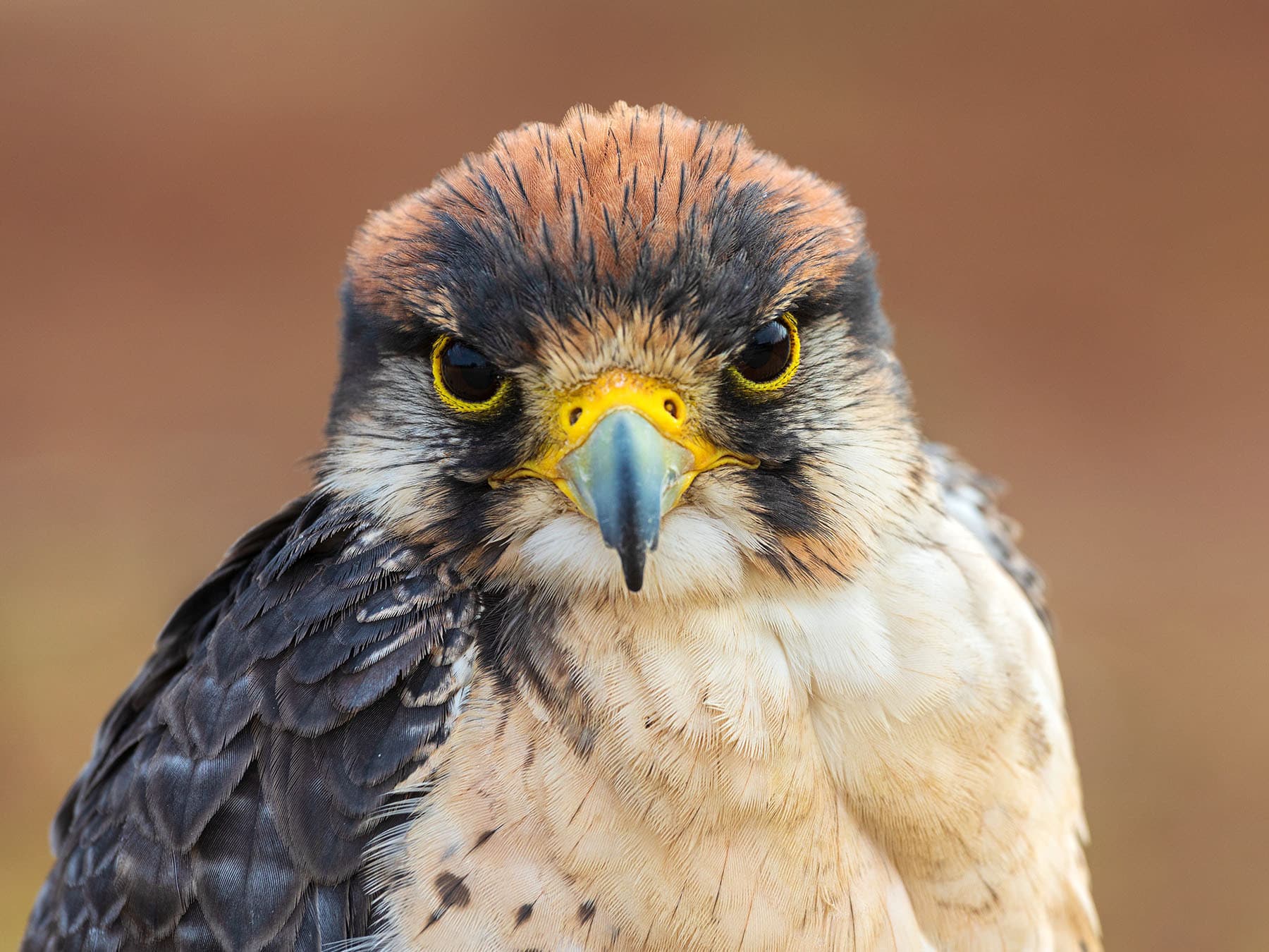 Portrait of a Lanner Falcon