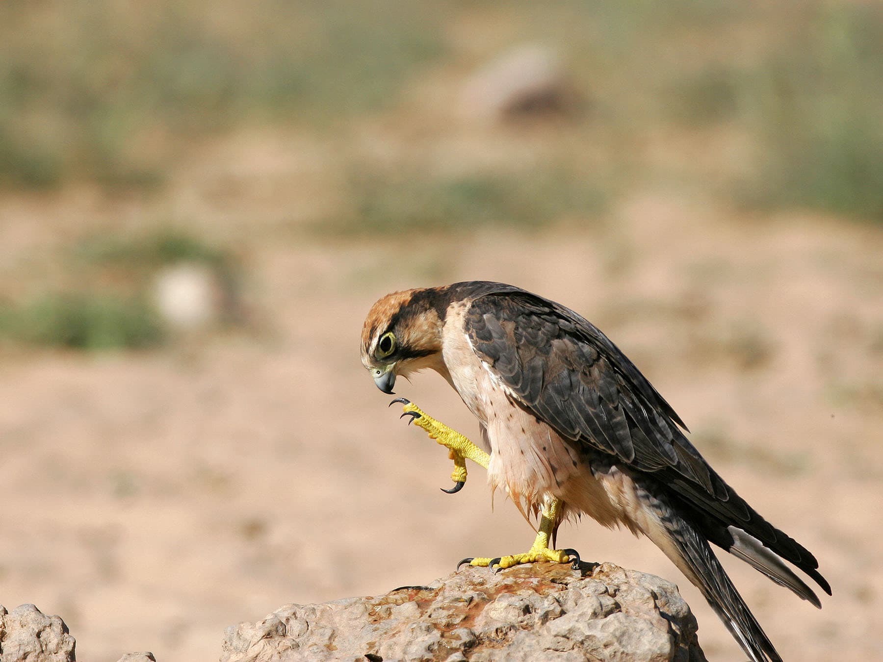 Lanner Falcon standing on top of a rock