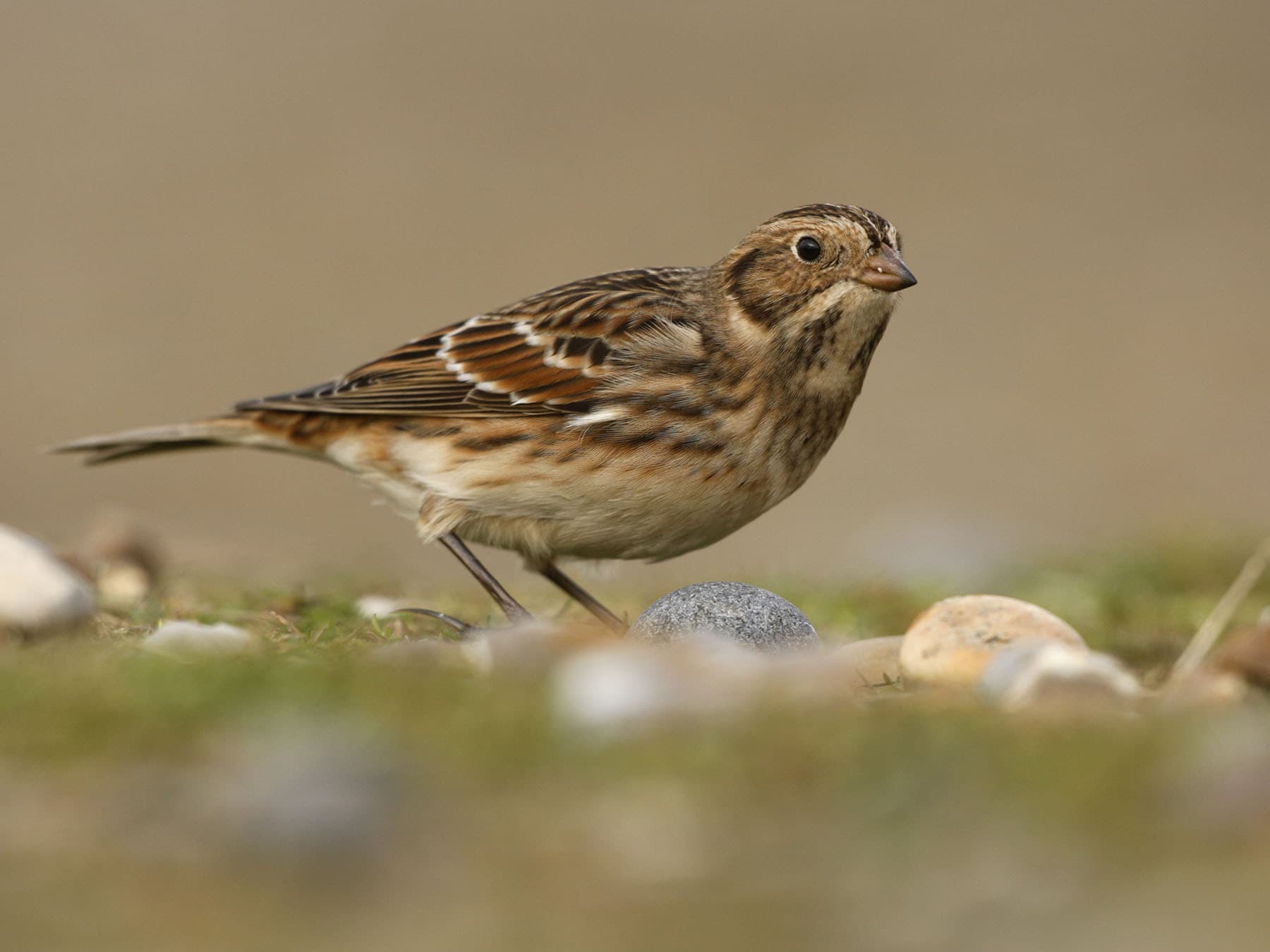 Lapland Bunting / Longspur female