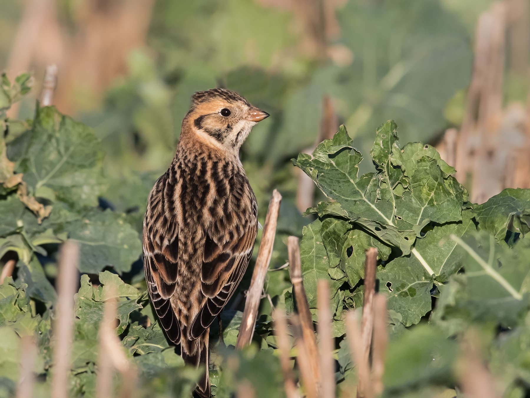 Lapland Bunting in first winter plumage