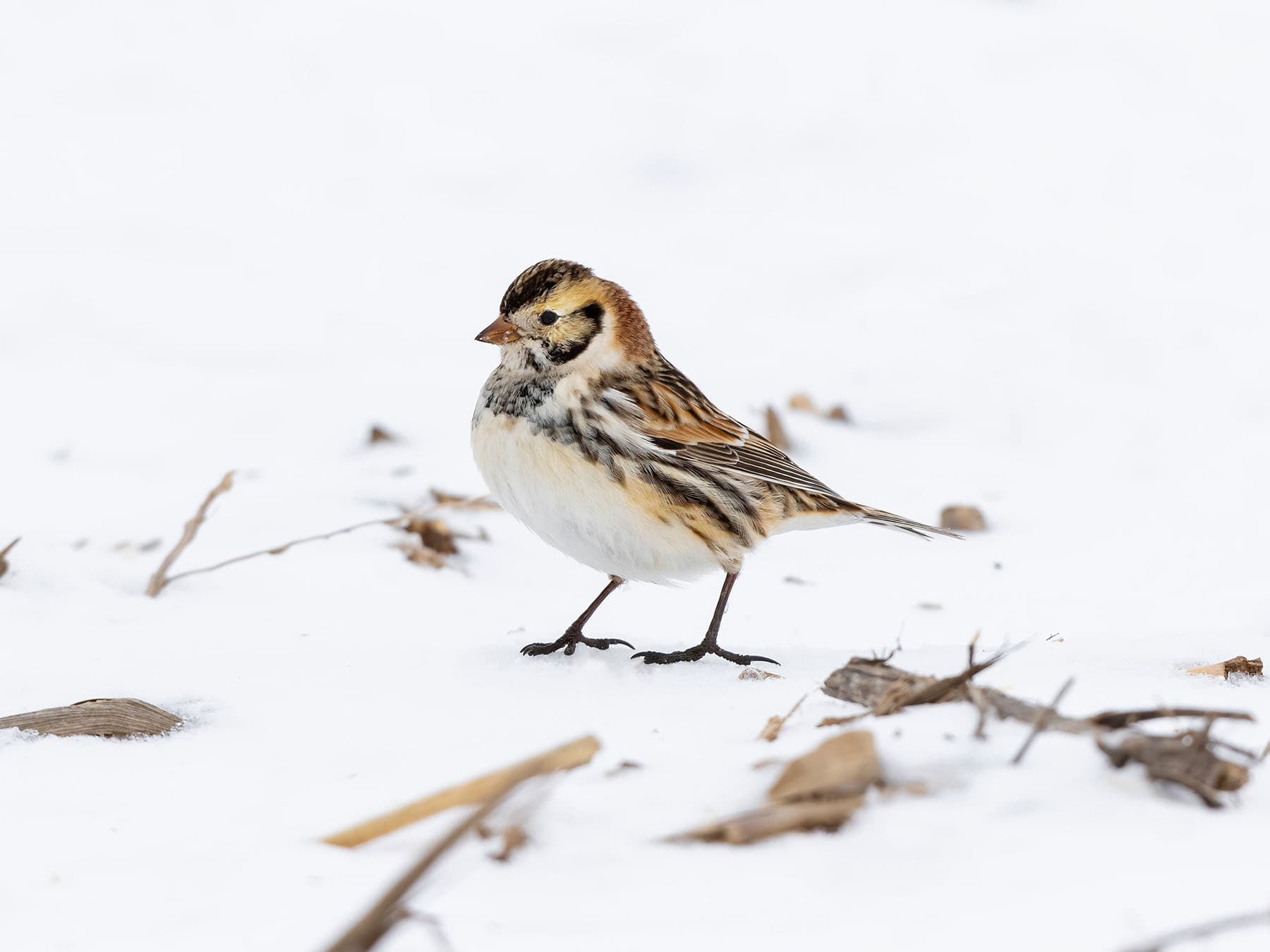 Male Lapland Longspur in alternative winter plumage
