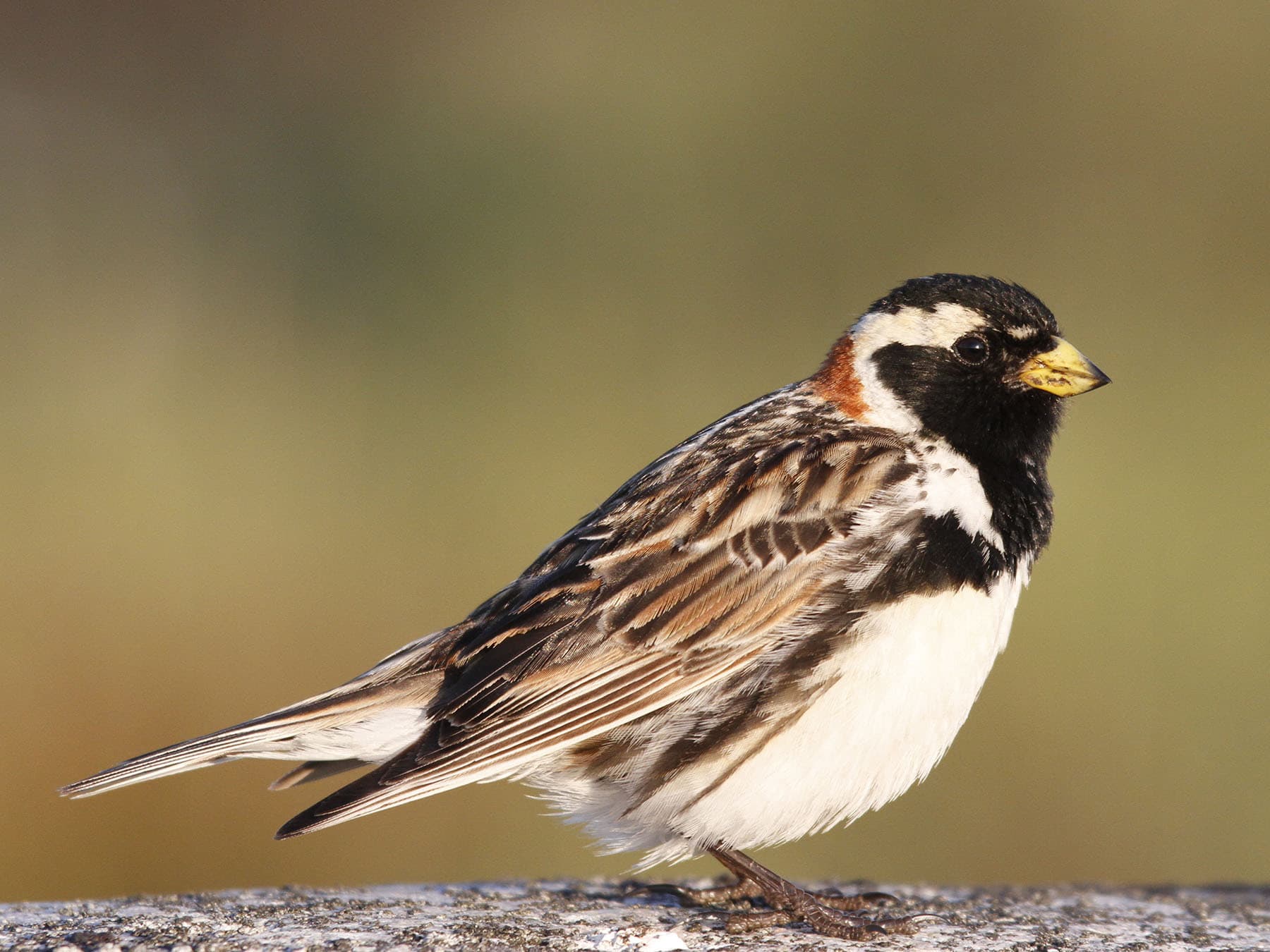 Lapland Longspur male in breeding plumage