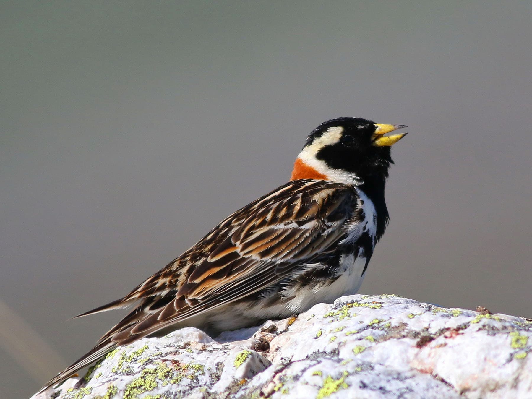 Close up of a Lapland Longspur