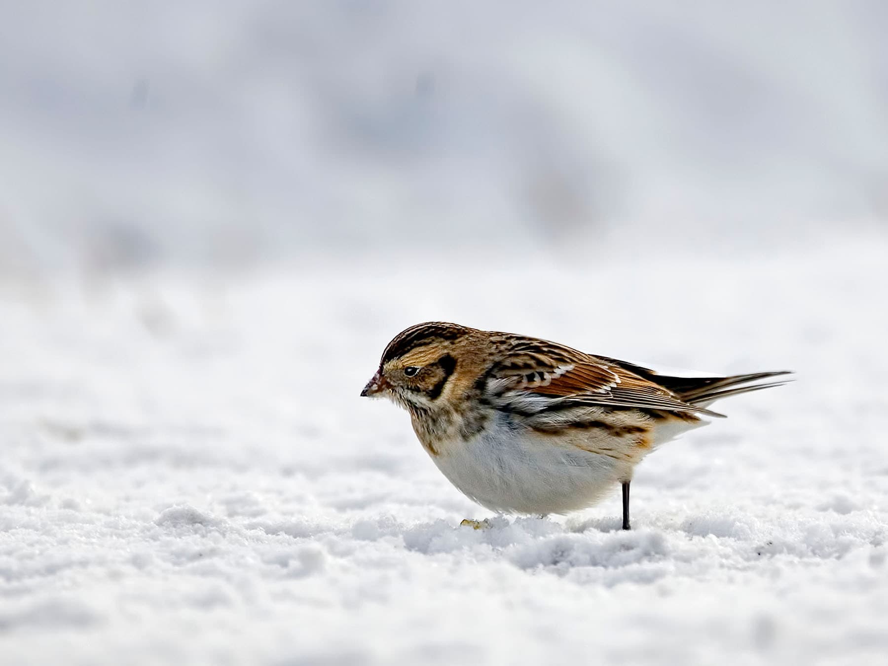 Lapland Longspur foraging on the ground for food during the winter