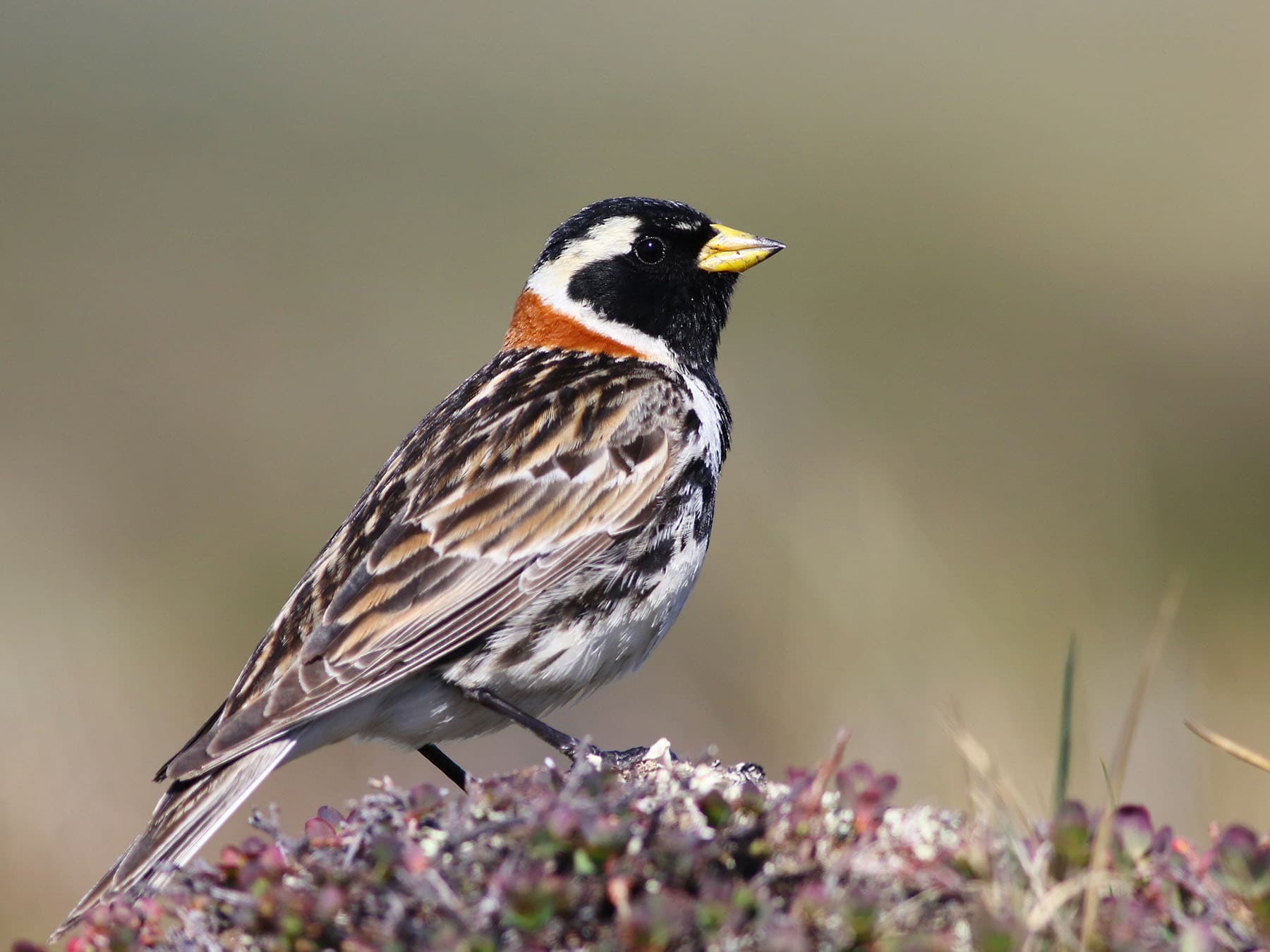 Lapland Longspurs / Buntings are mainly found on low-lying Arctic tundra