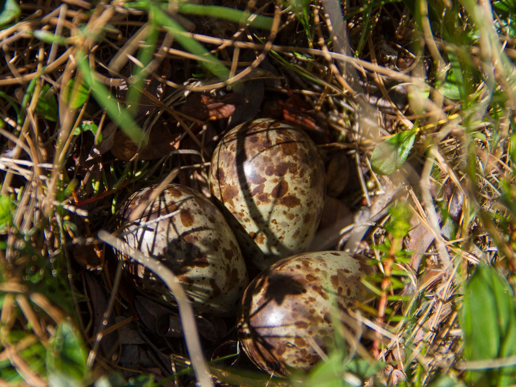 Three Lapland Longspur eggs in the nest