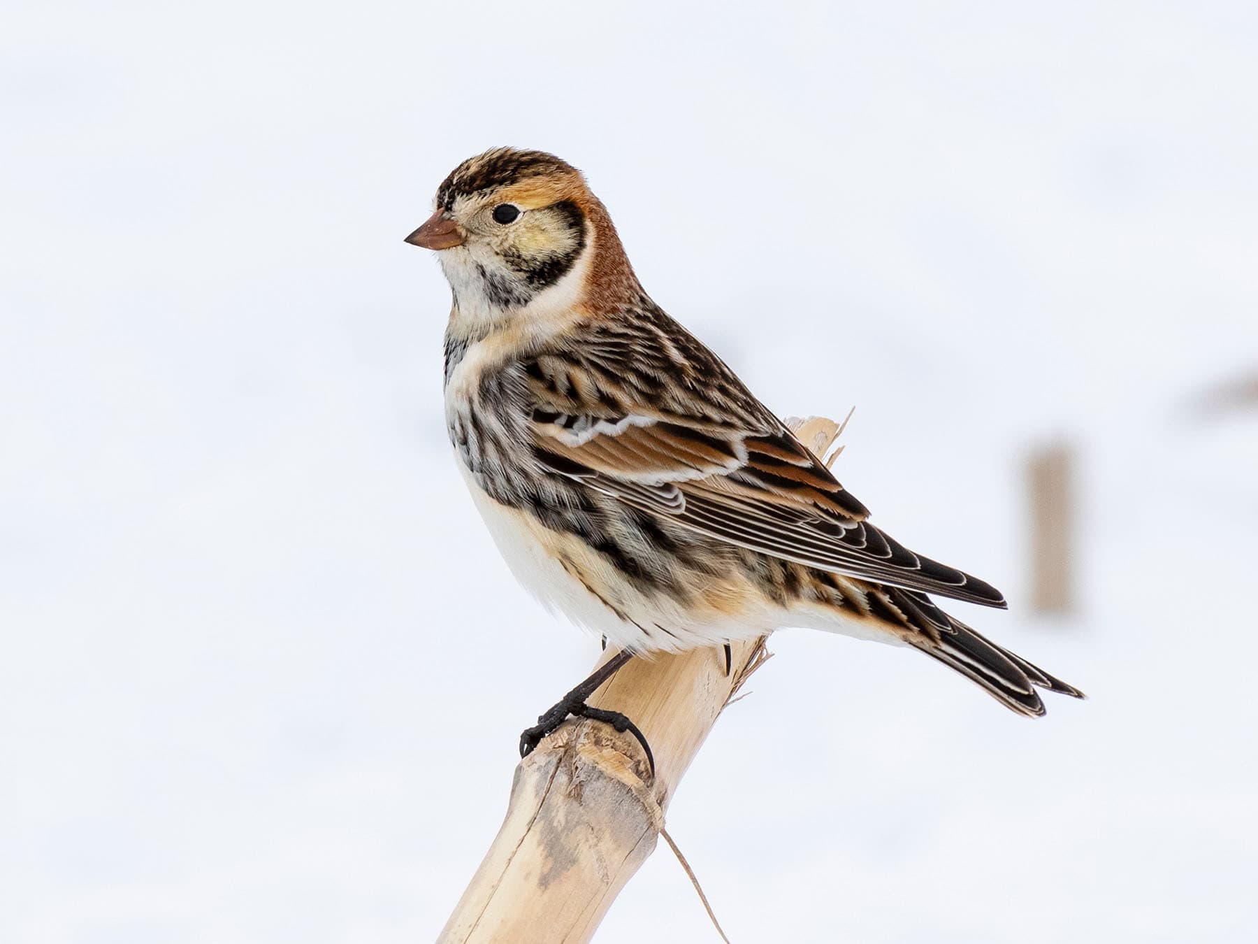 Lapland Longspur male in nonbreeding plumage (Winter)