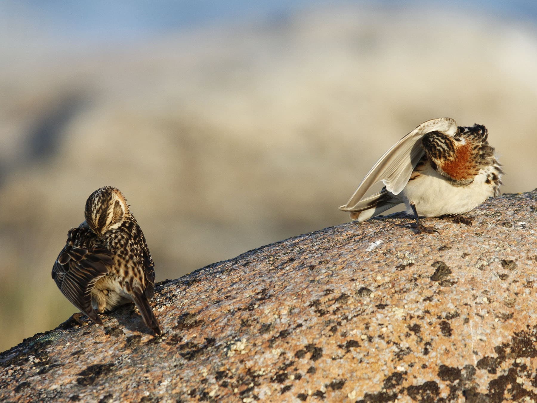 A pair of Lapland Longspurs preening their feathers - female left, male right