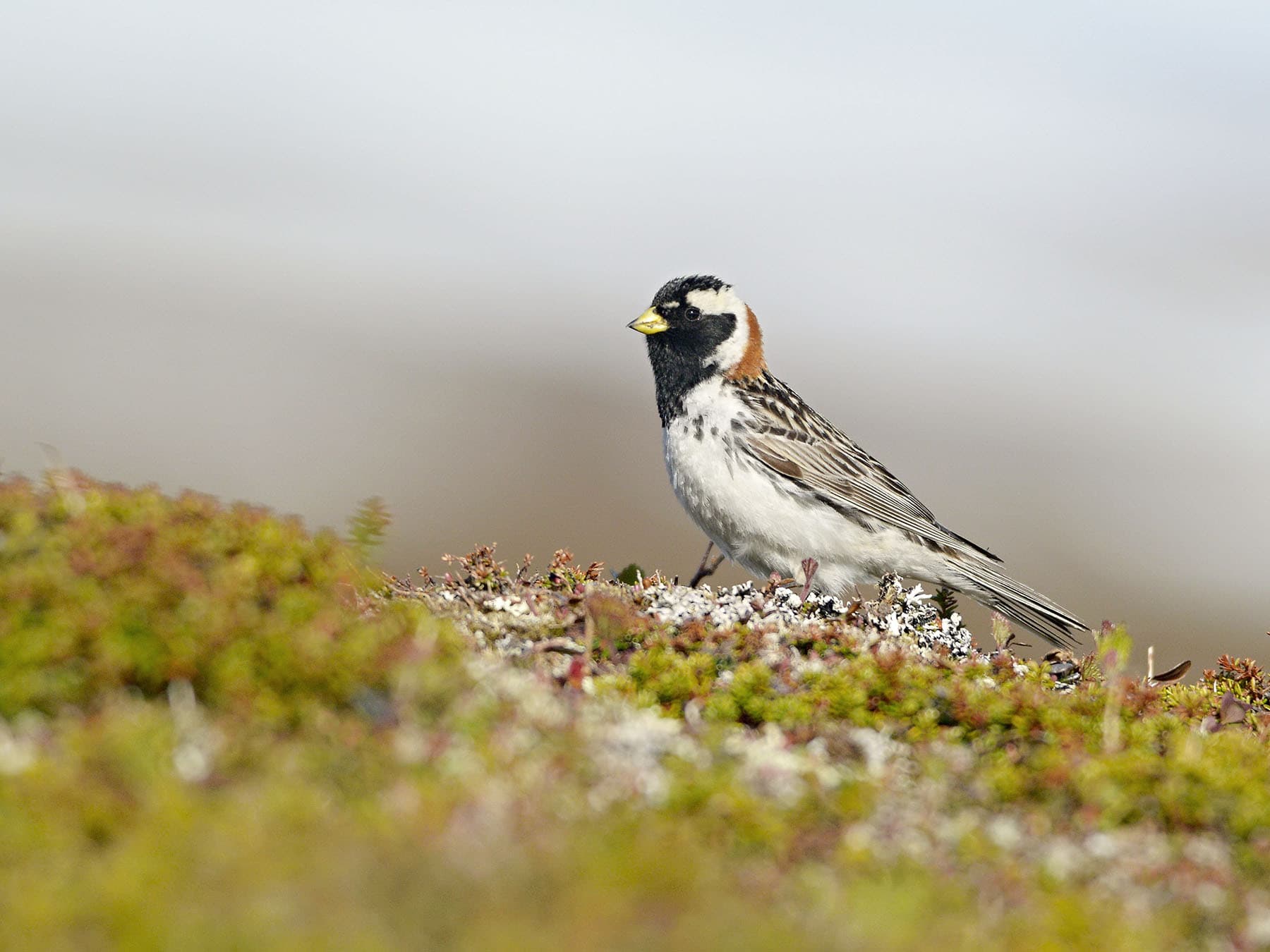 Lapland Longspur foraging on the tundra