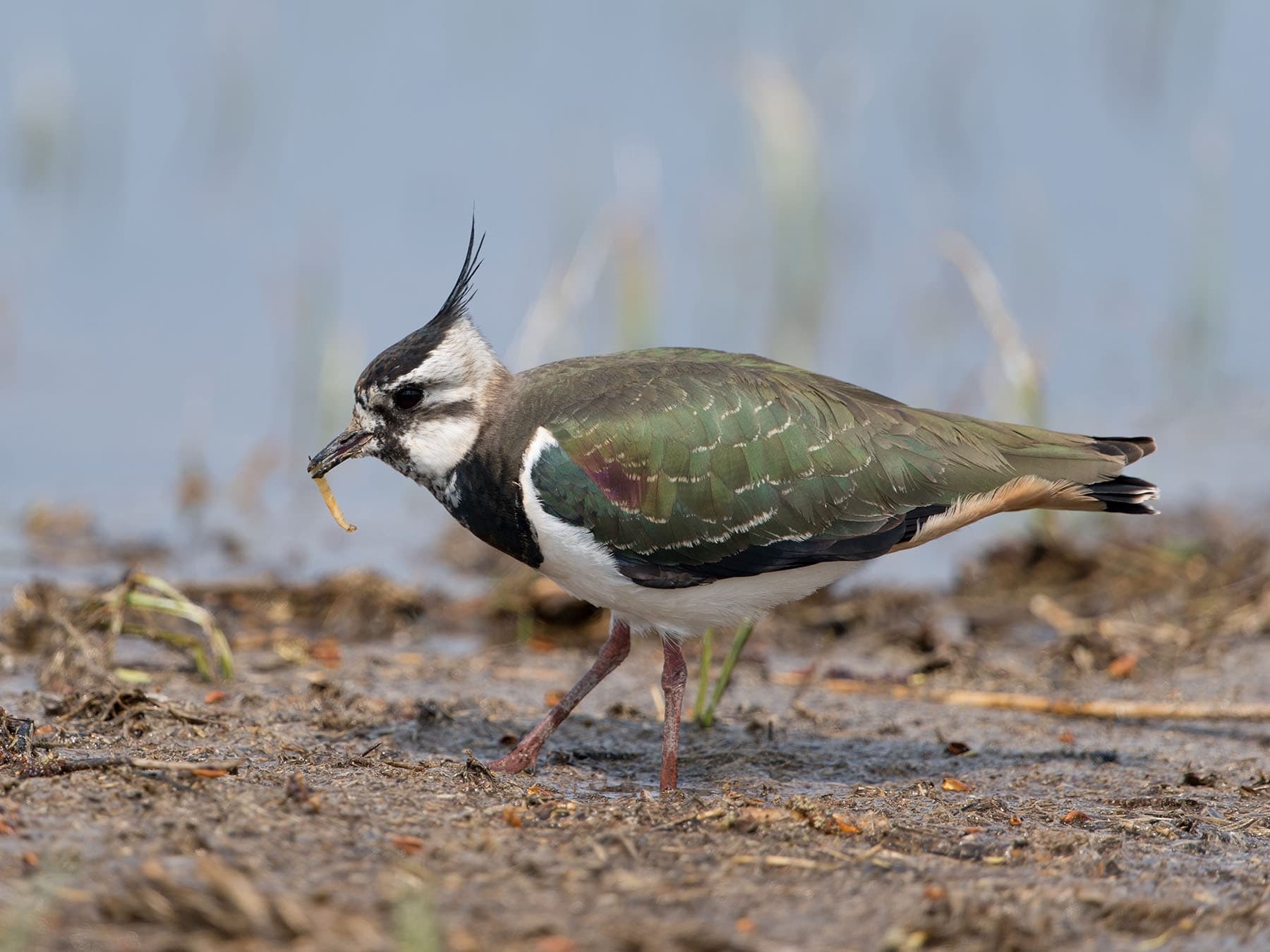 Lapwing foraging in the soil with prey (female)