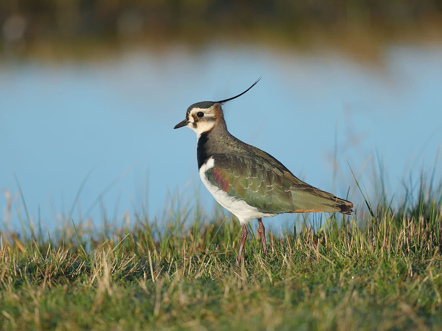 Lapwings are generally found in open areas with low grass cover