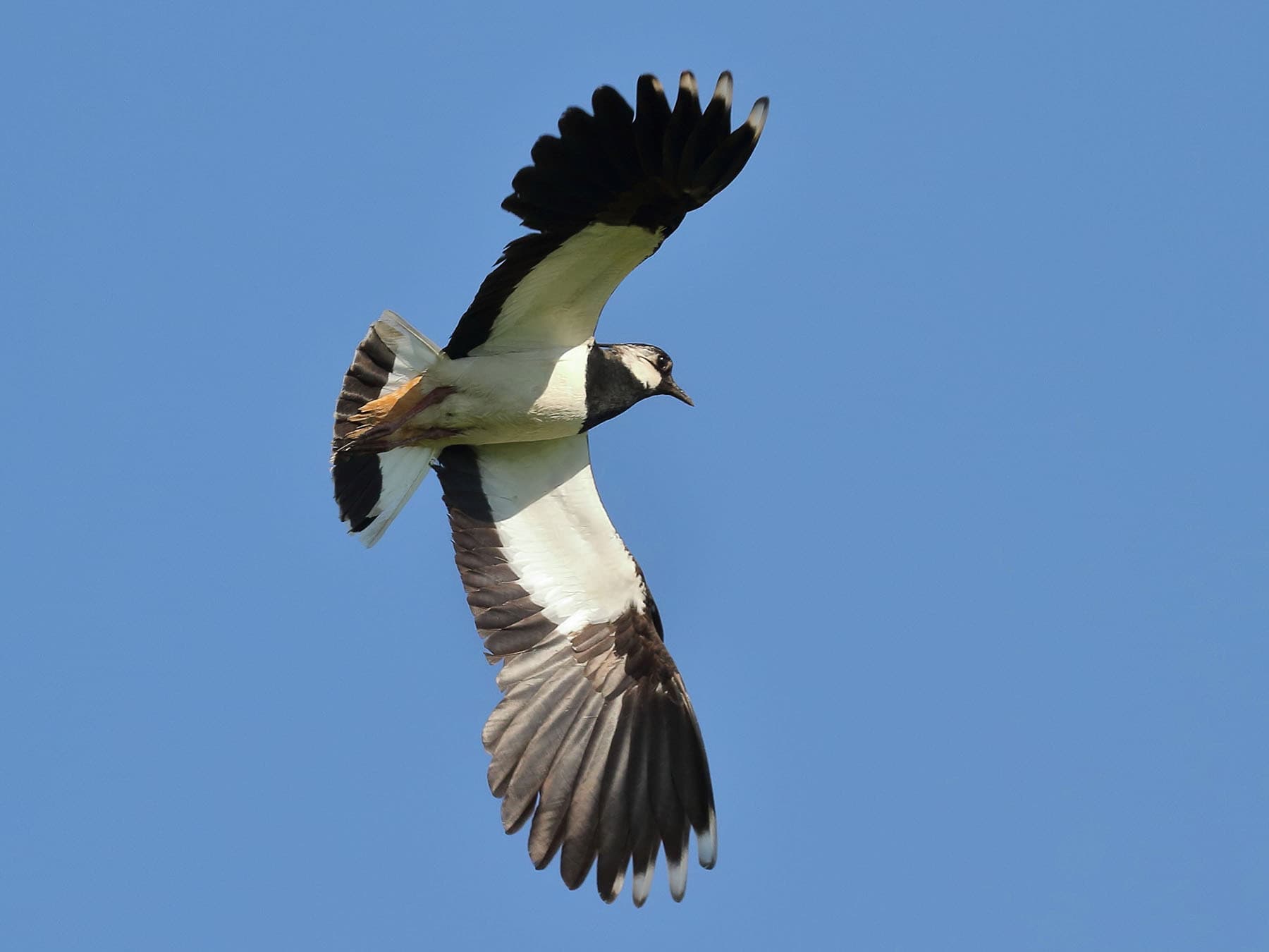 Lapwing in flight, from below