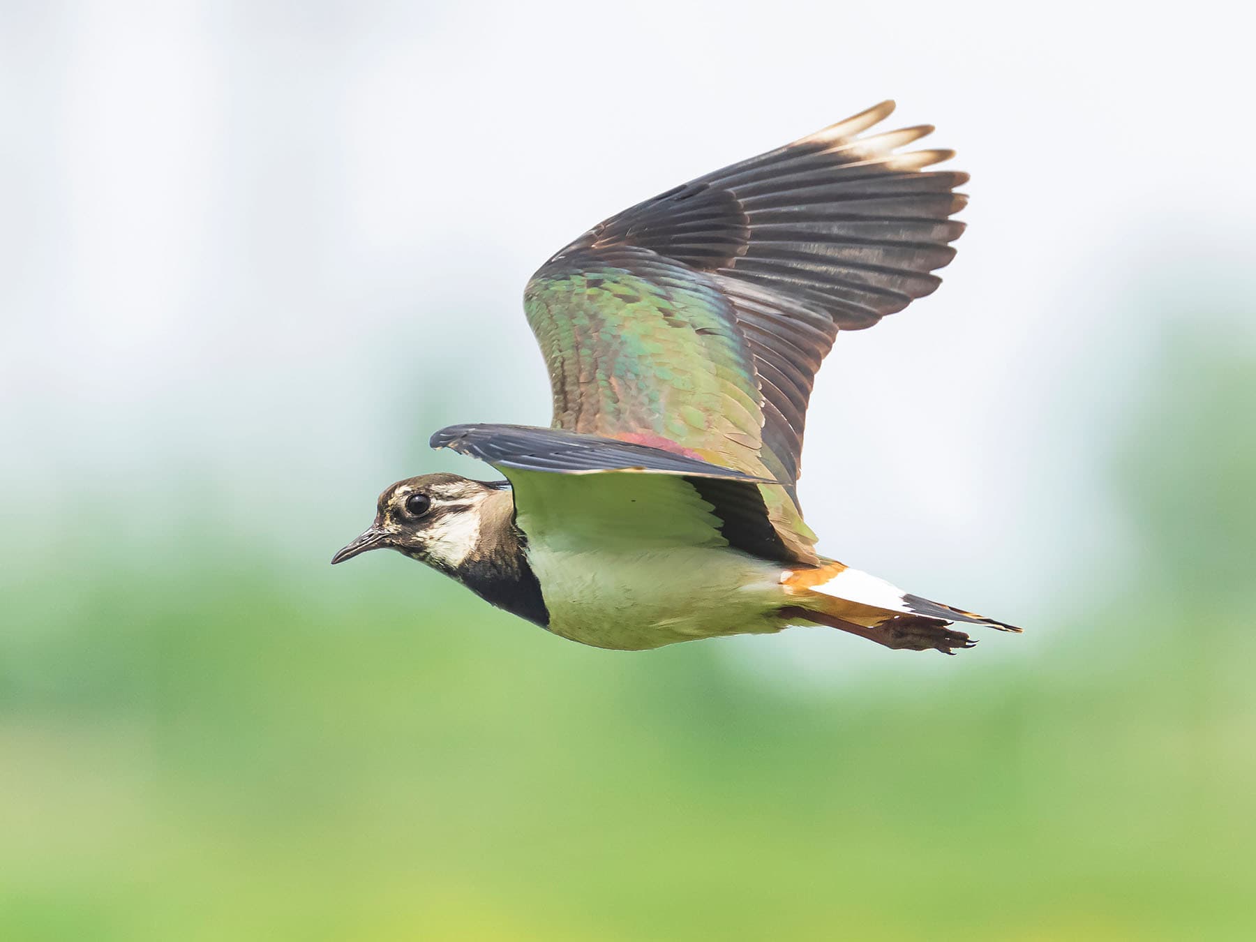 Lapwing in flight