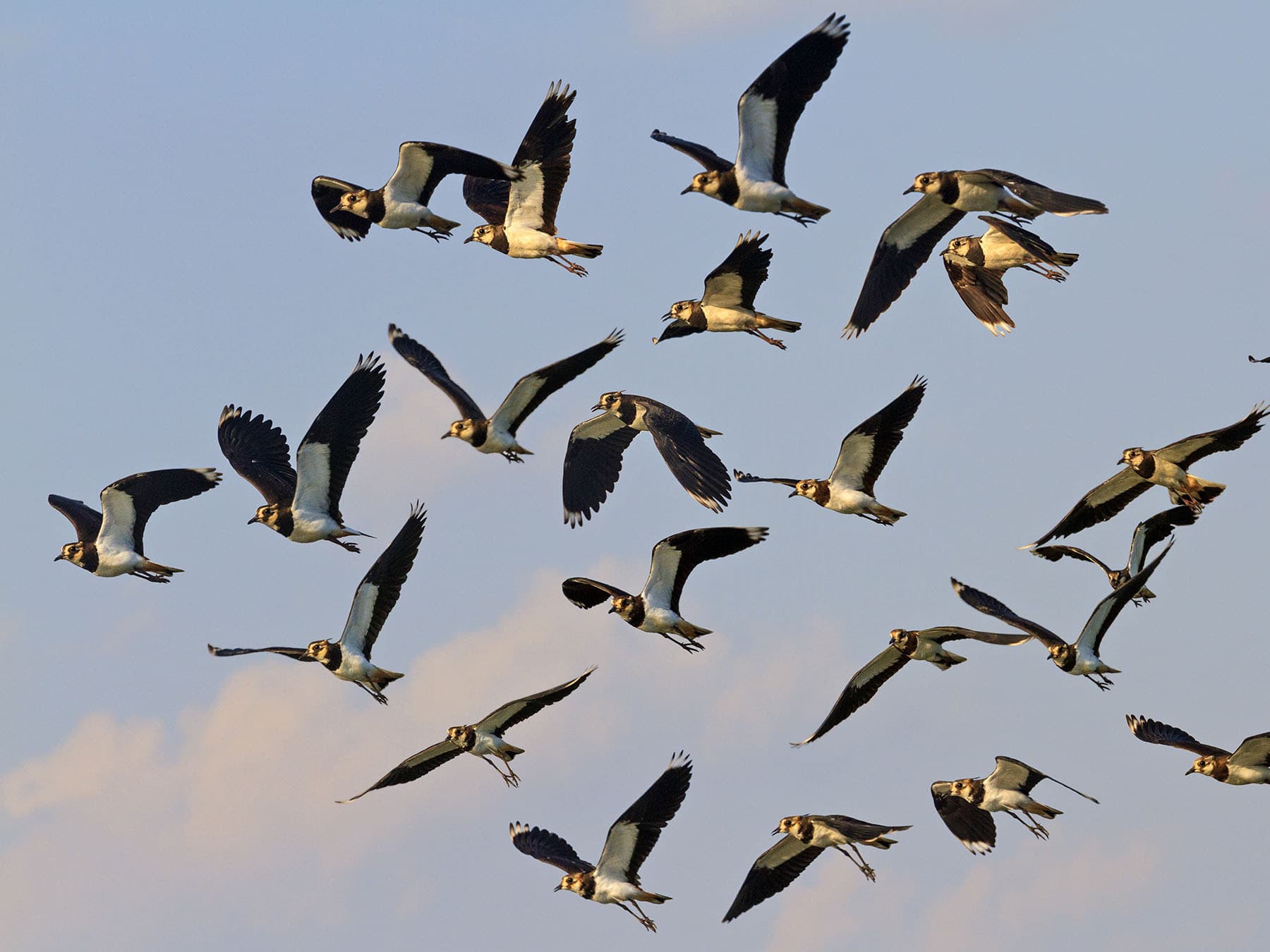 A large flock of Lapwings in flight