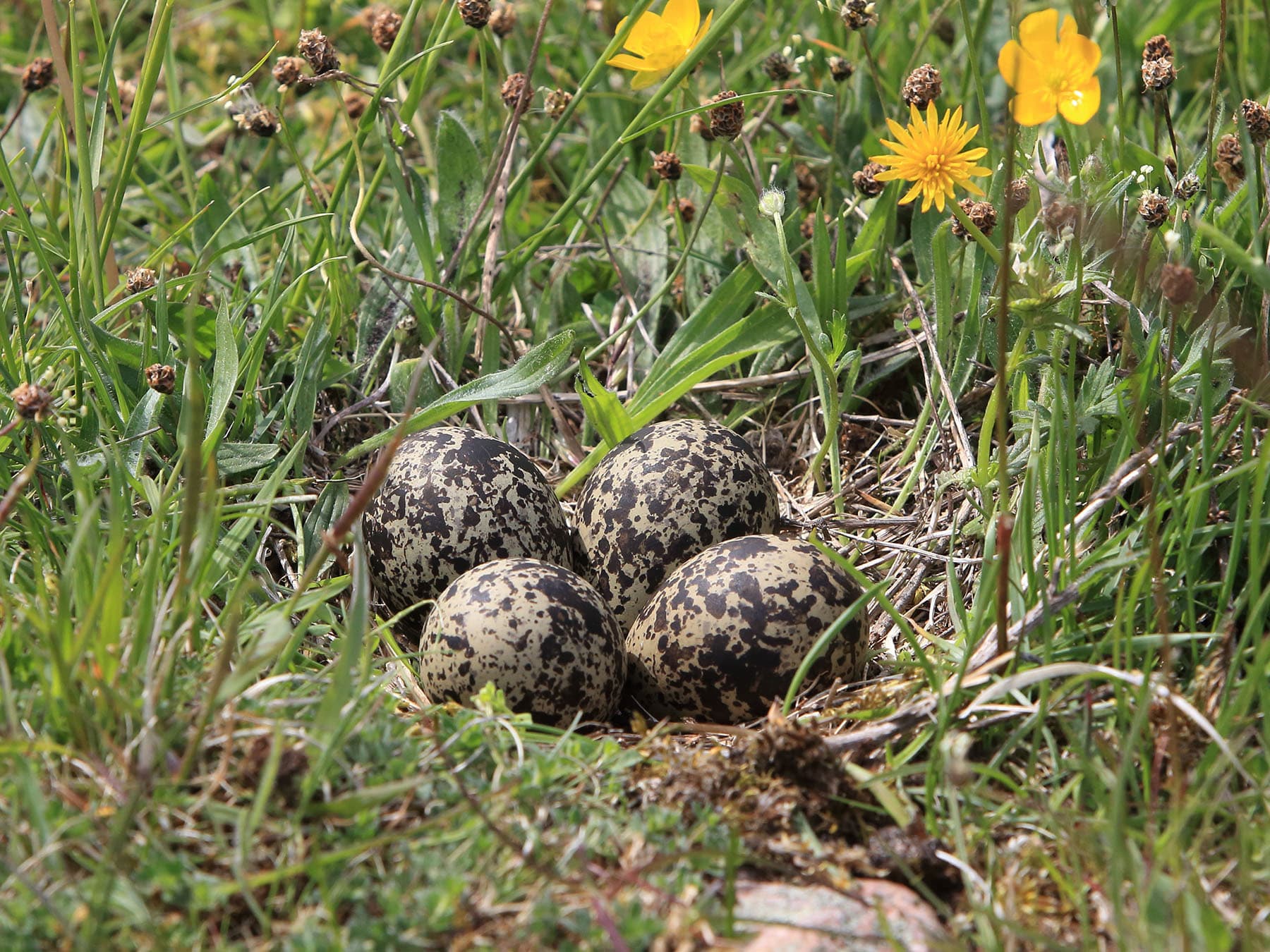 Lapwing nest with four unhatched eggs