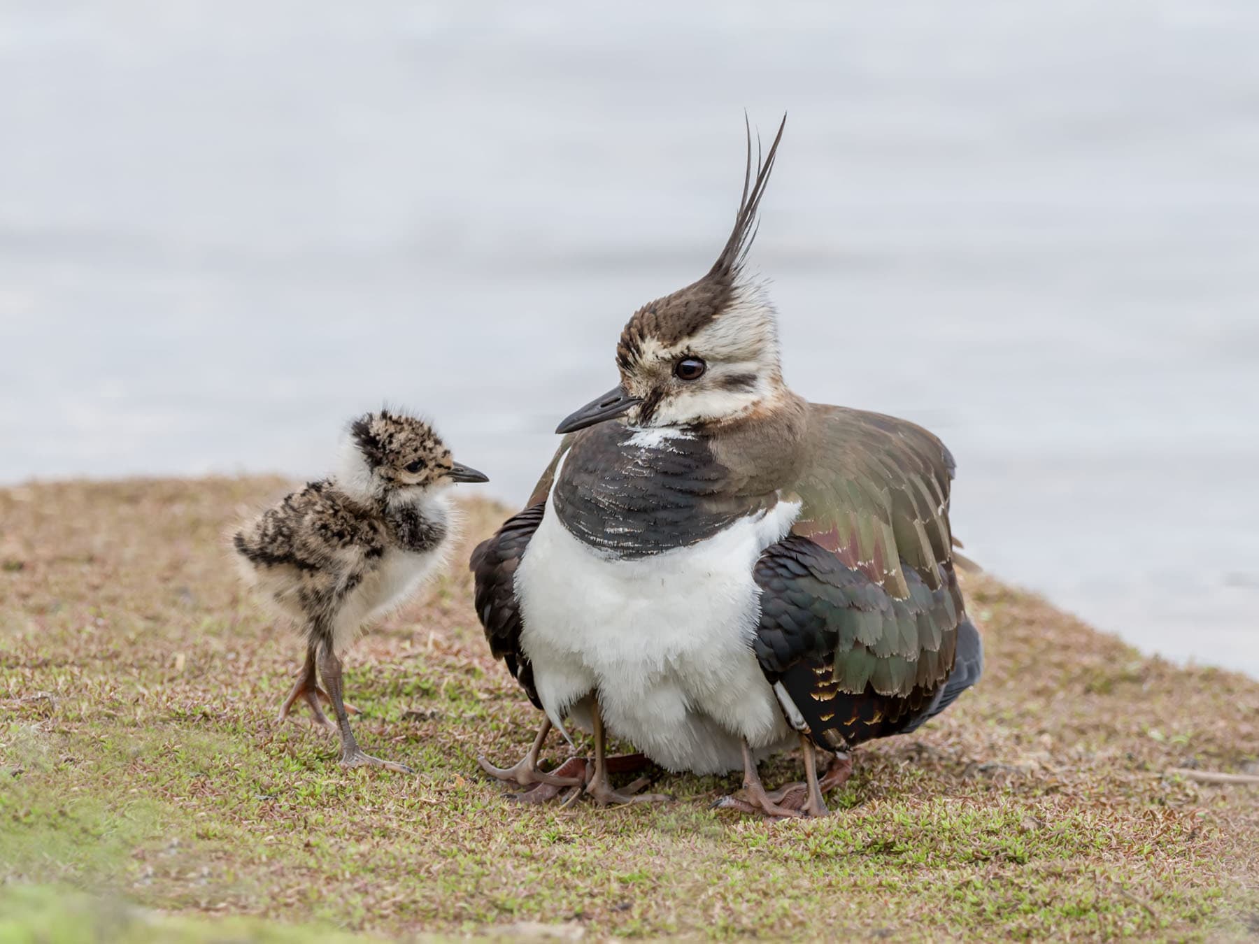 Female Lapwing looking after her young chicks