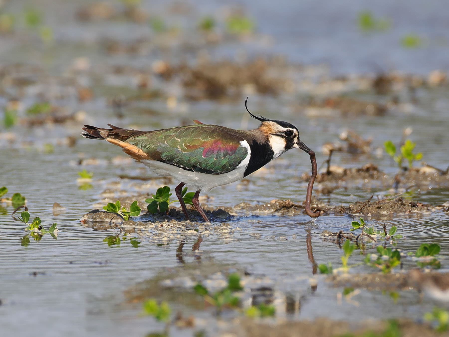 Lapwing feeding on an earthworm
