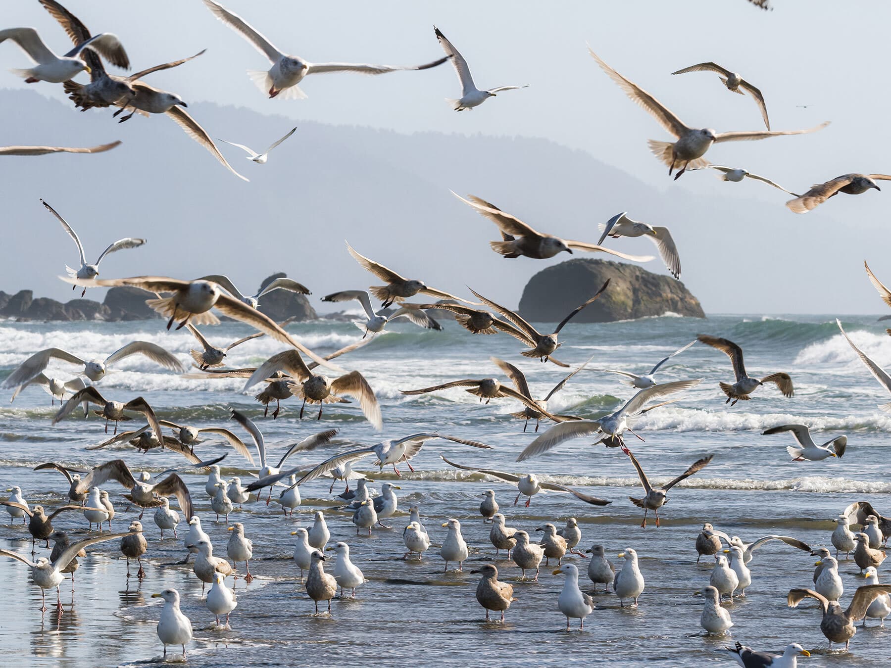 Large colony of gulls