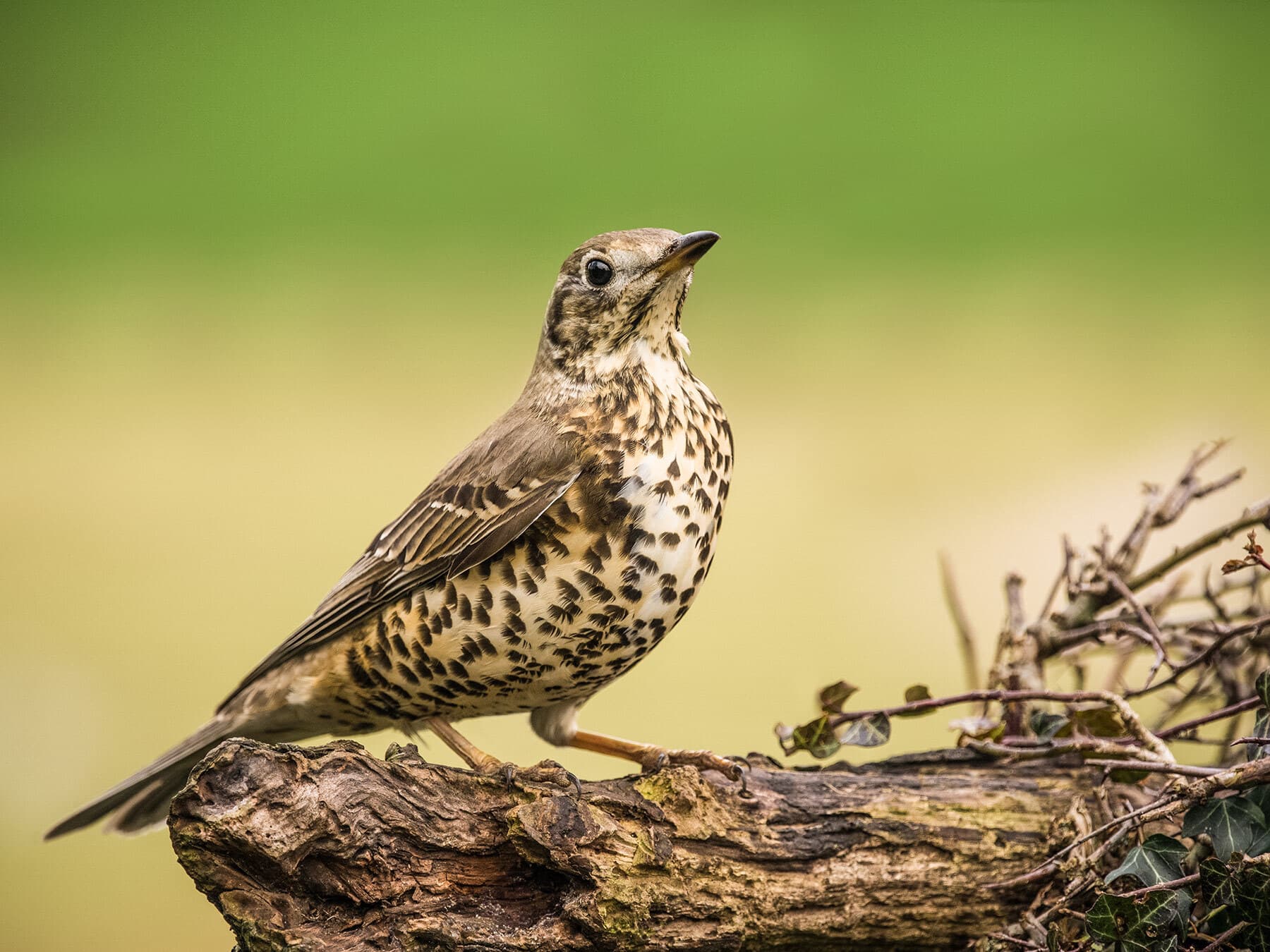 Largest uk thrush