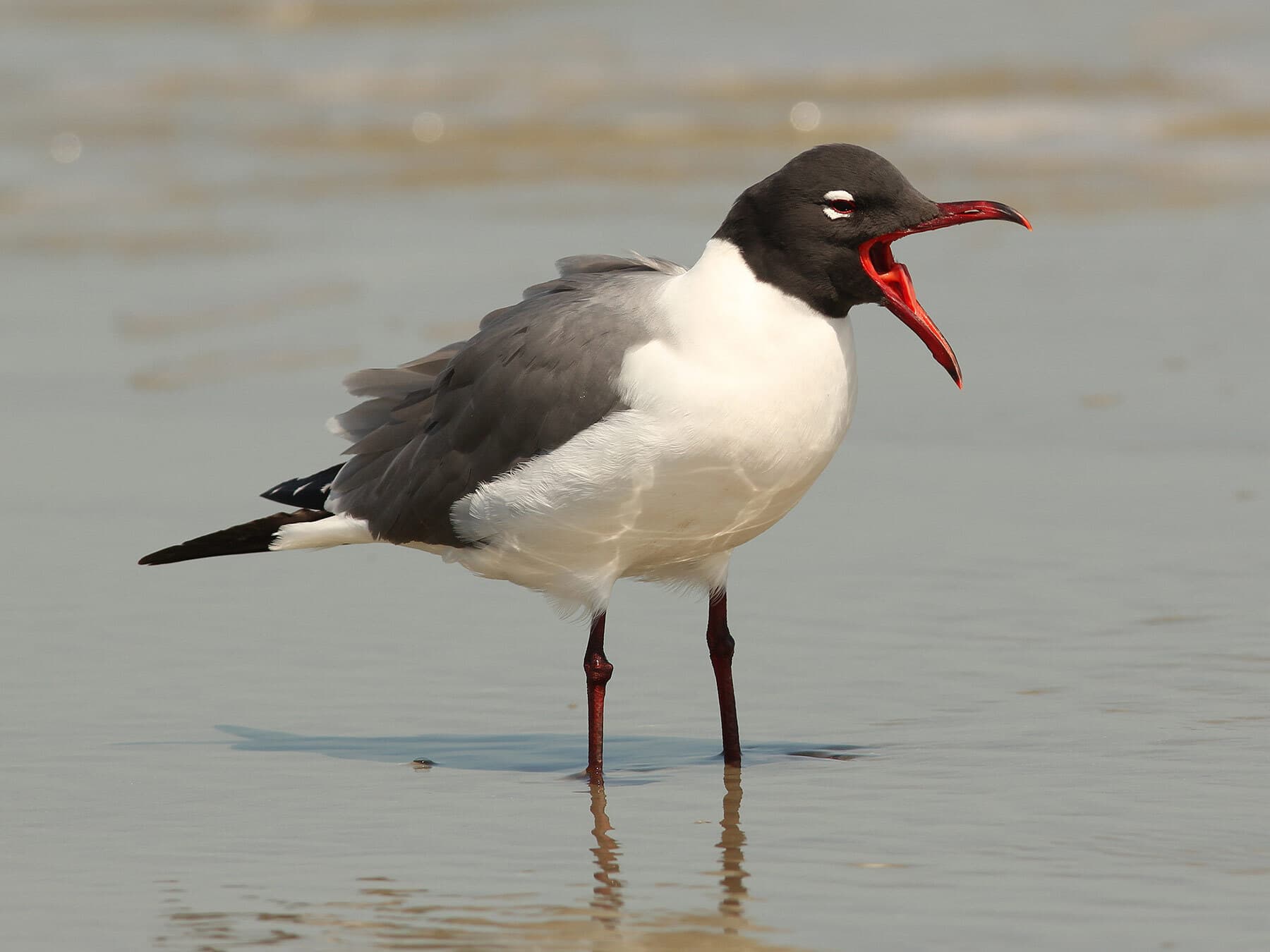 Laughing gull calling