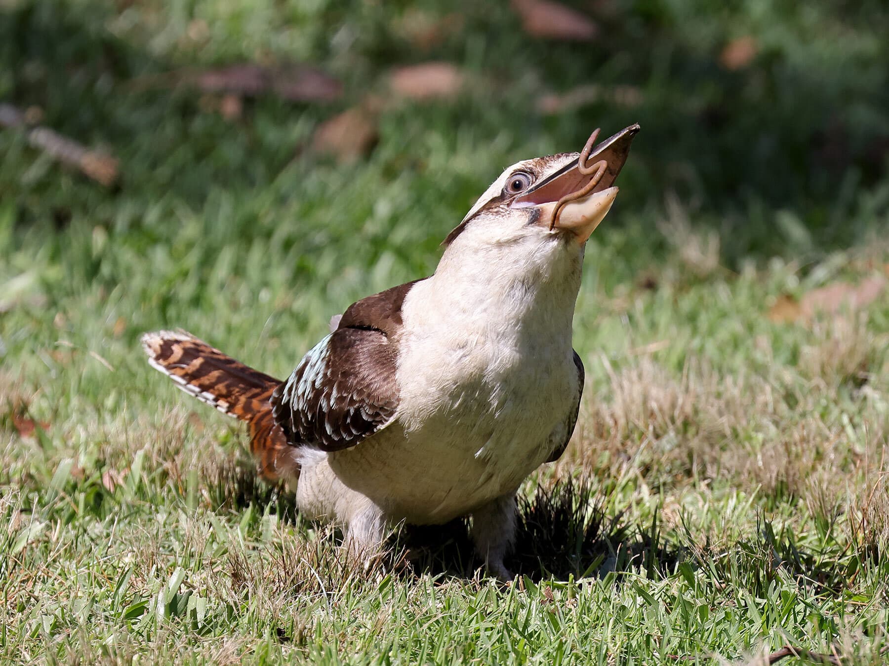 Laughing kookaburra feeding on worm